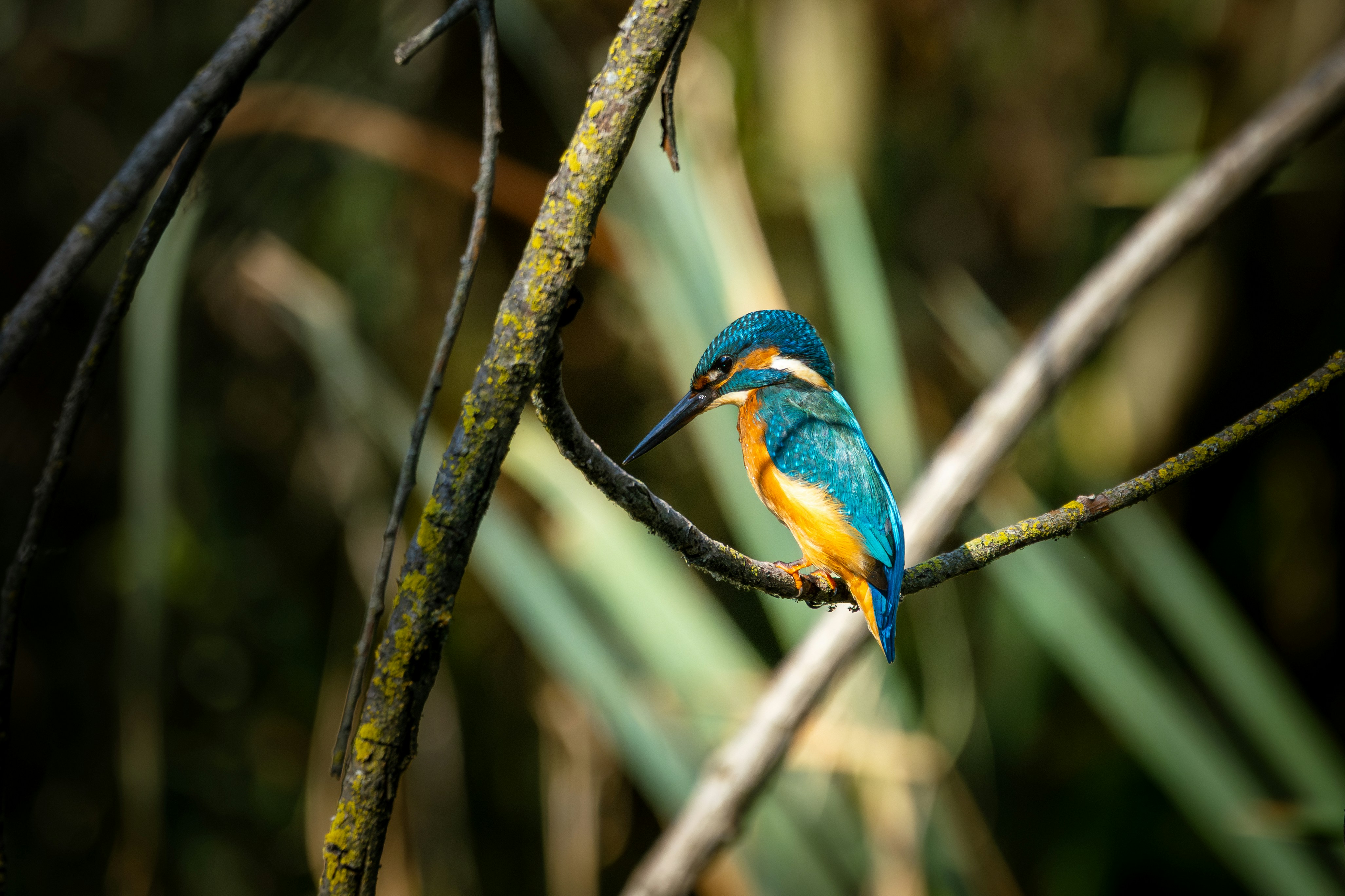 A common kingfisher with bright blue and orange feathers perched on a thin branch