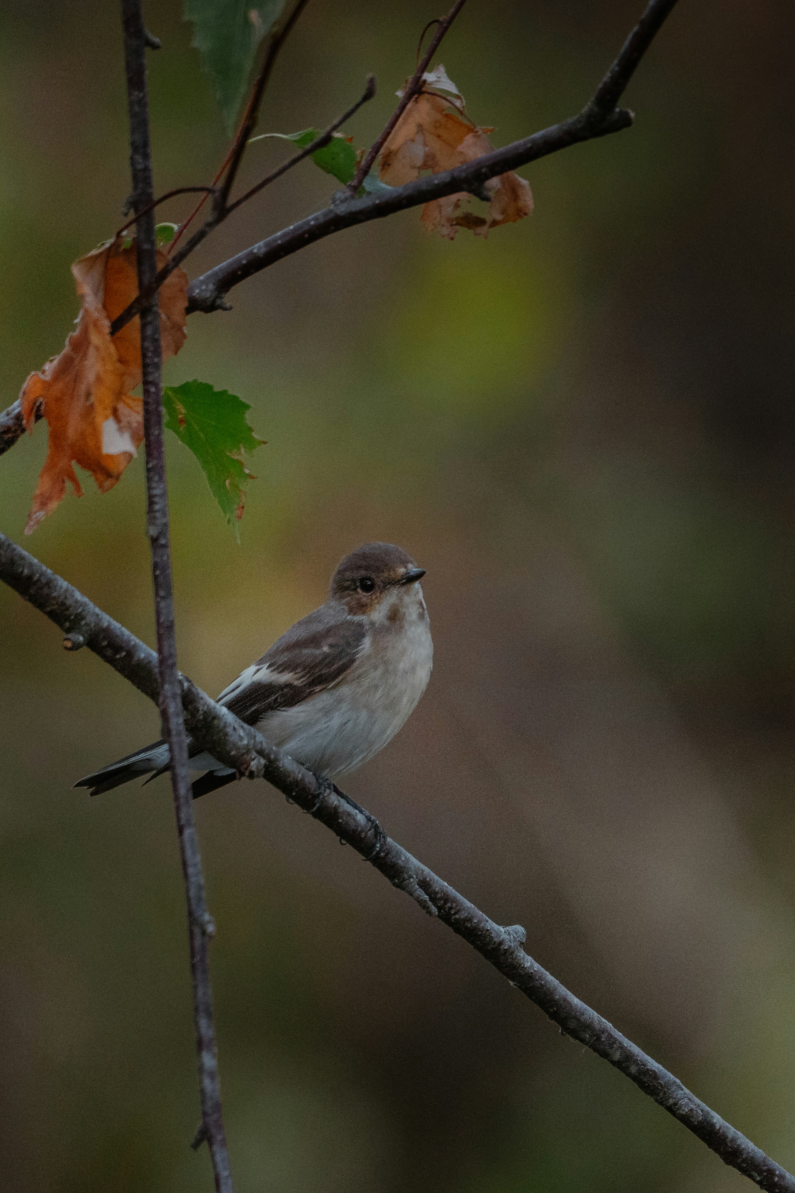 A small brown and white bird perched on a thin branch with autumn leaves