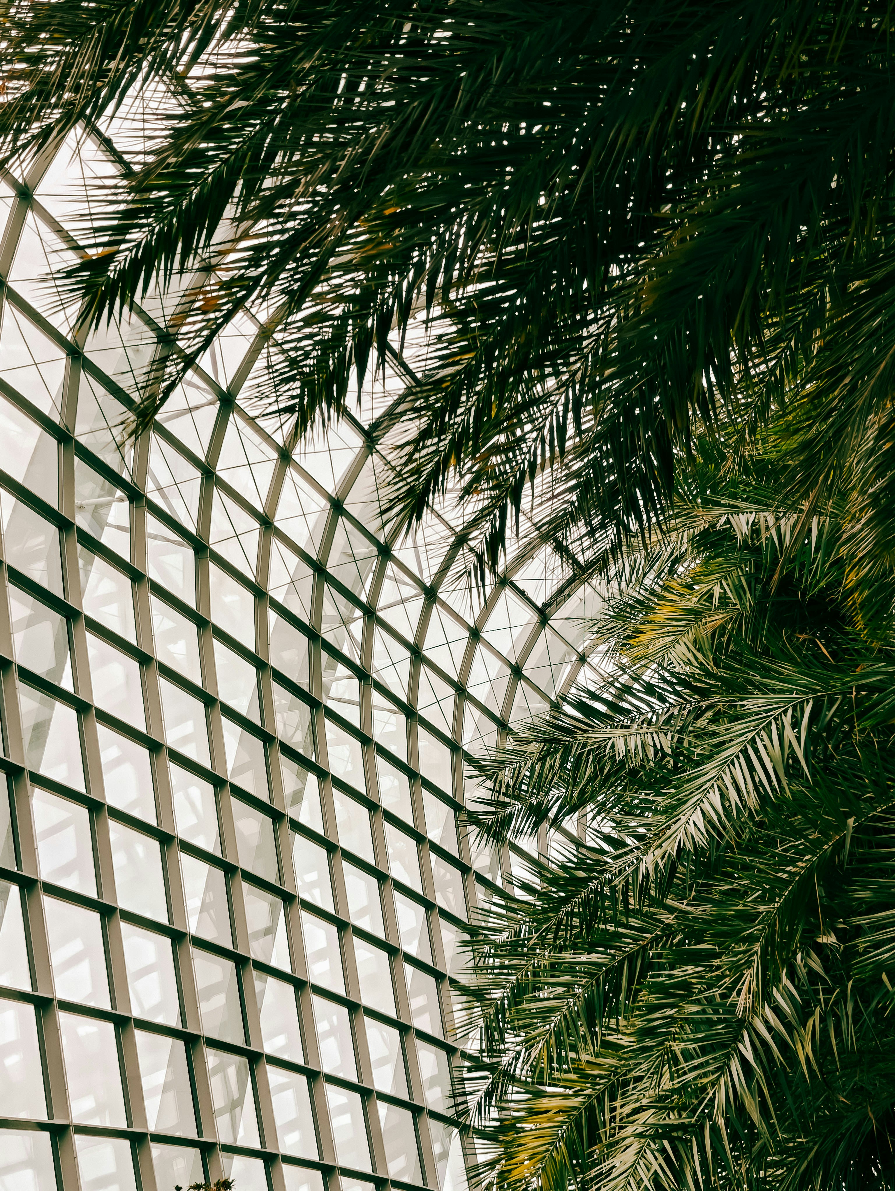 Palm fronds hanging over a curved glass and steel grid structure