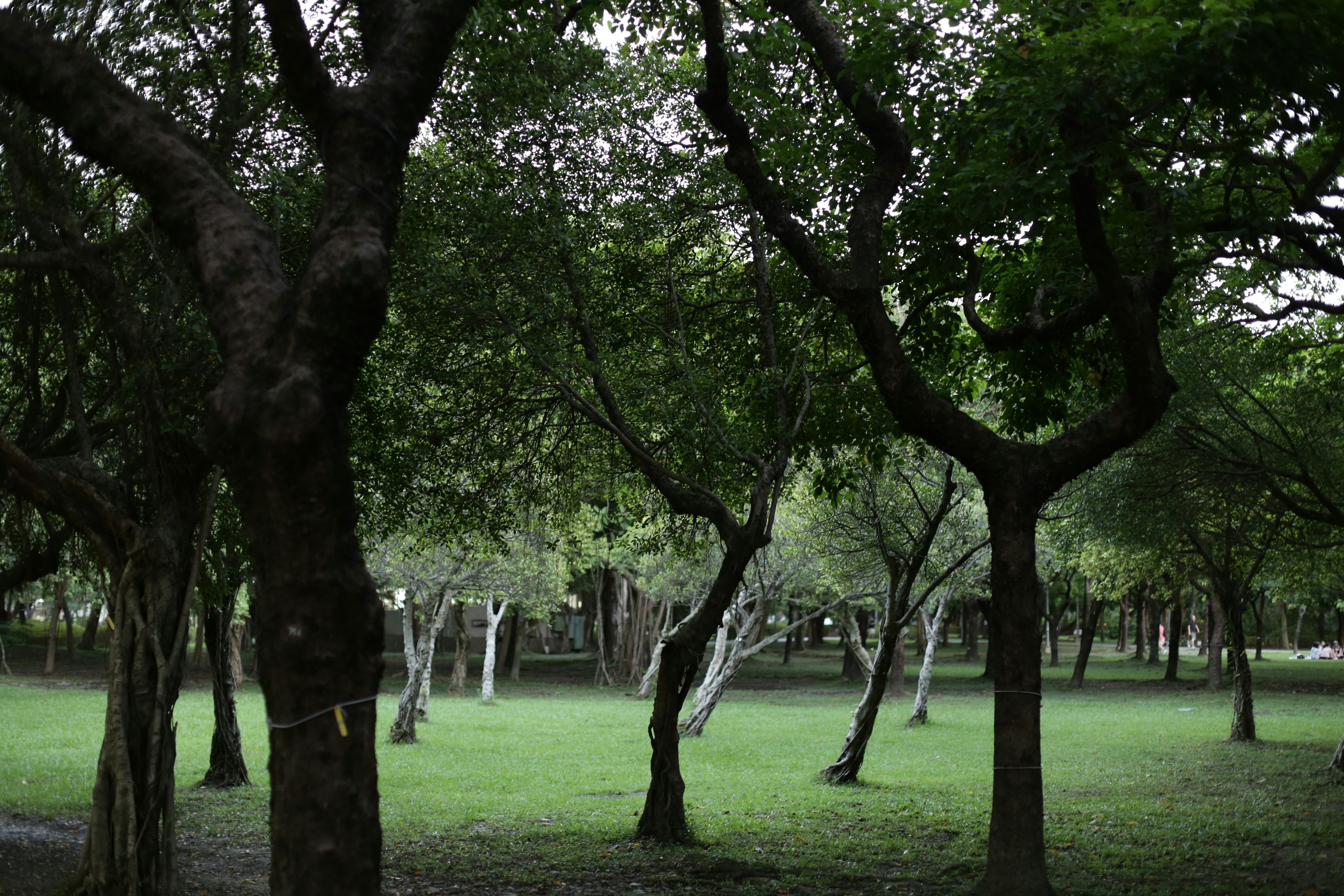 Trees with dark trunks on a green lawn