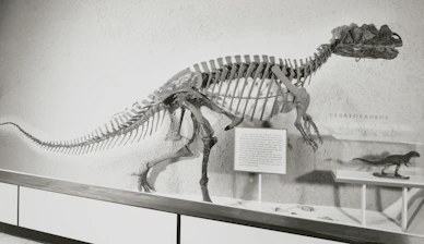 A Ceratosaurus dinosaur skeleton mounted on a wall with an informational plaque