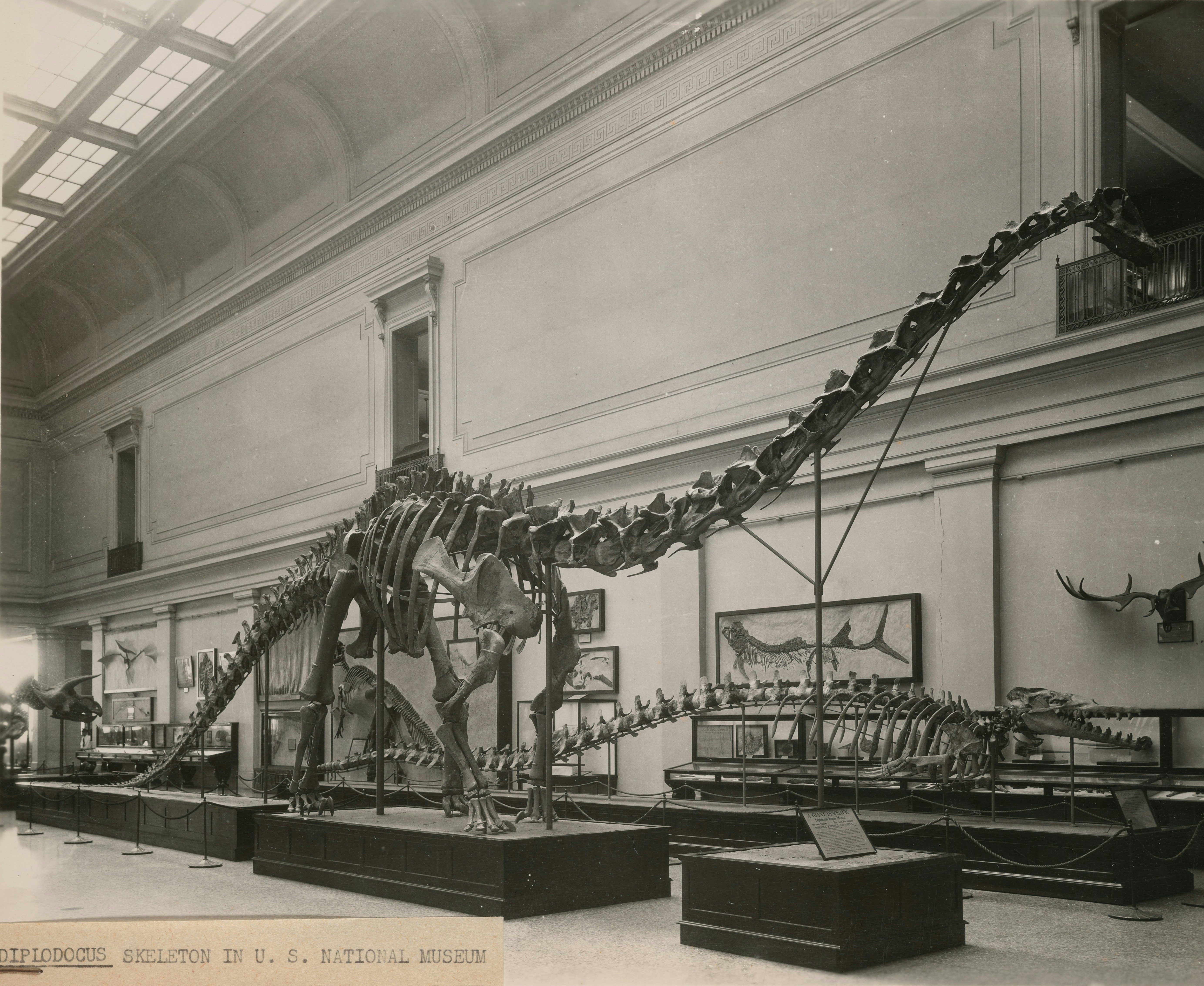 Vertebrate Fossil Exhibits, Division of Paleontology, Natural History Building Interior view, United States National Mus