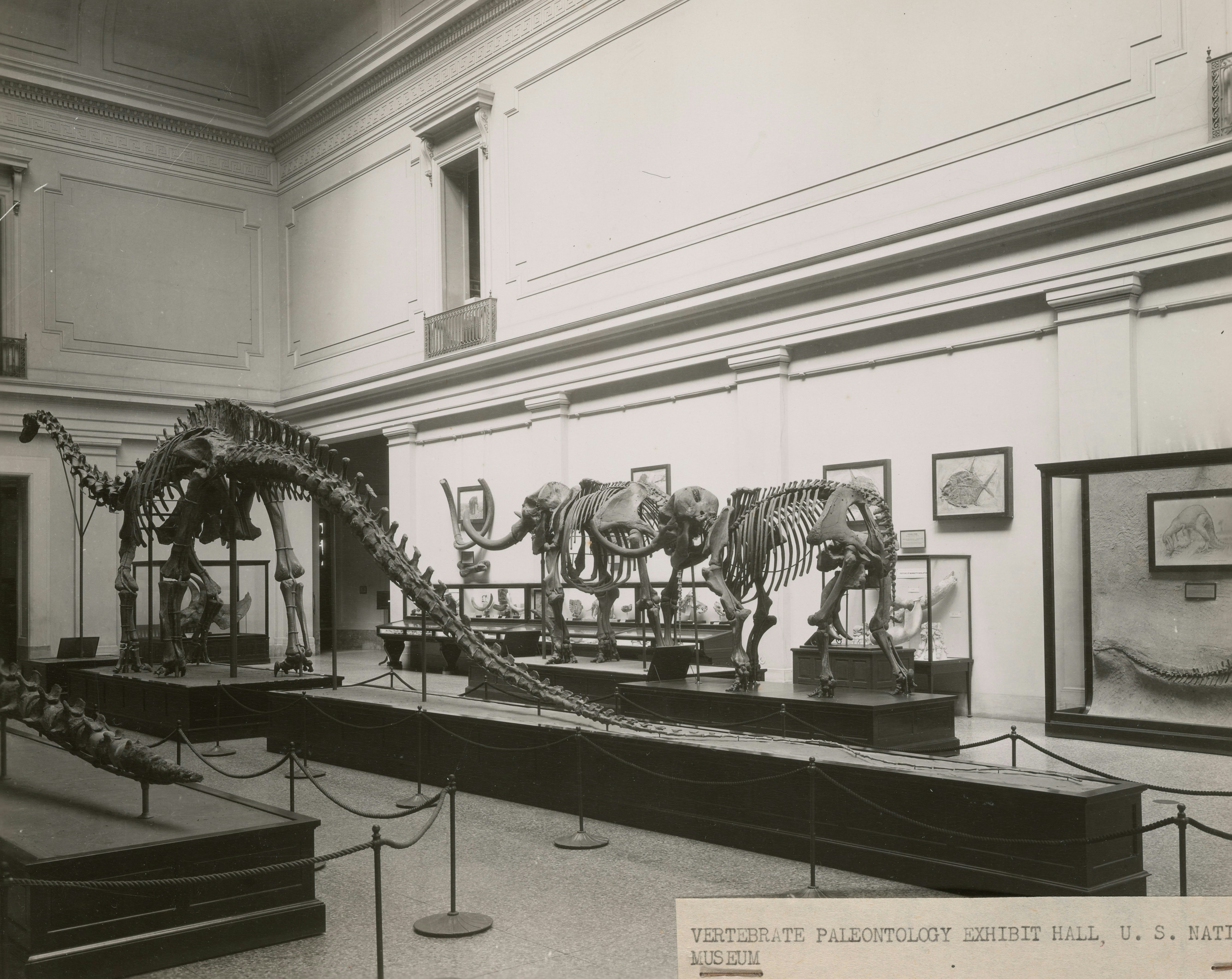 Dinosaurier- und Mammutskelette in einer Museumshalle ausgestellt