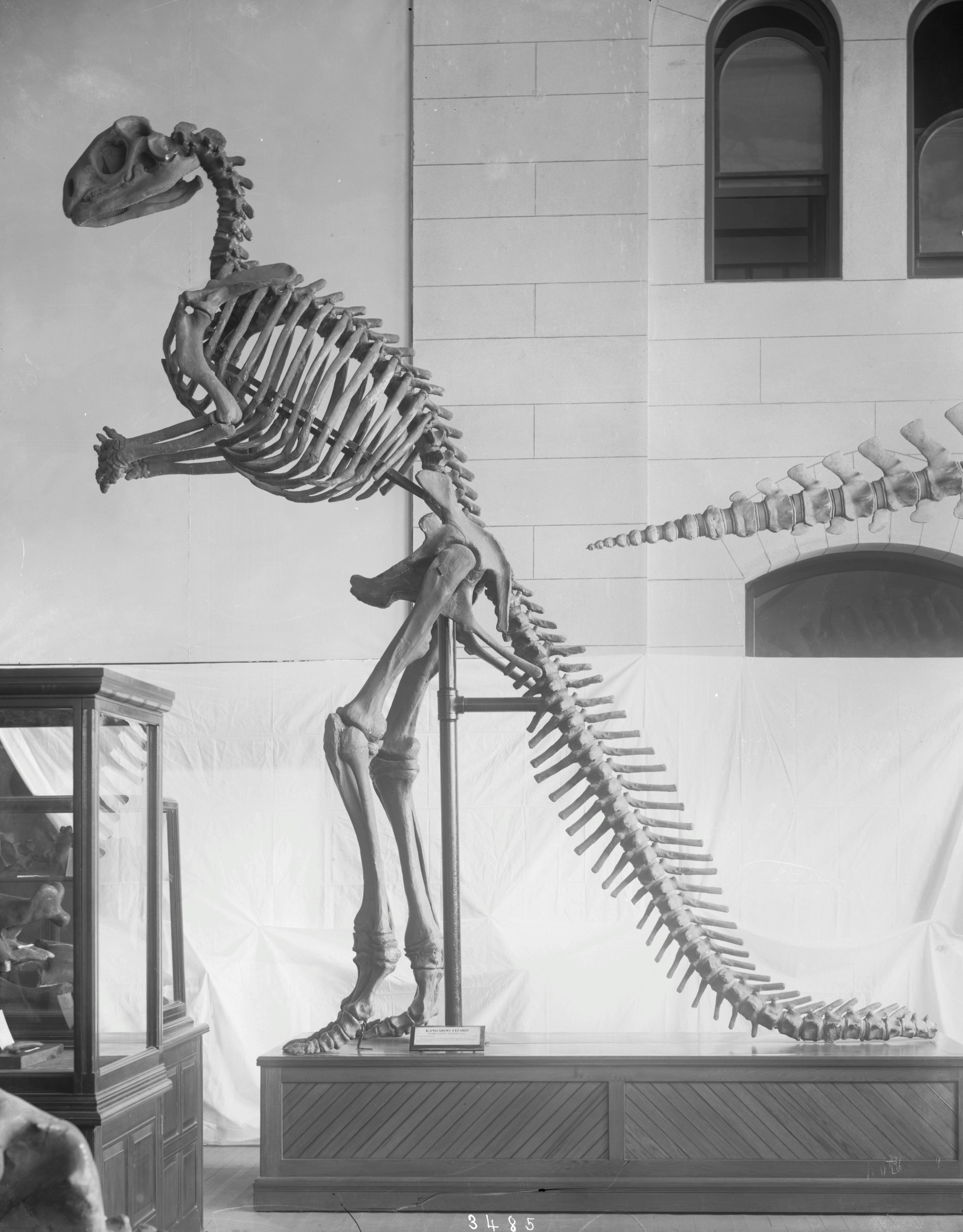 Ein montiertes Dinosaurierskelett auf einem hölzernen Podest in einer Museumsgalerie