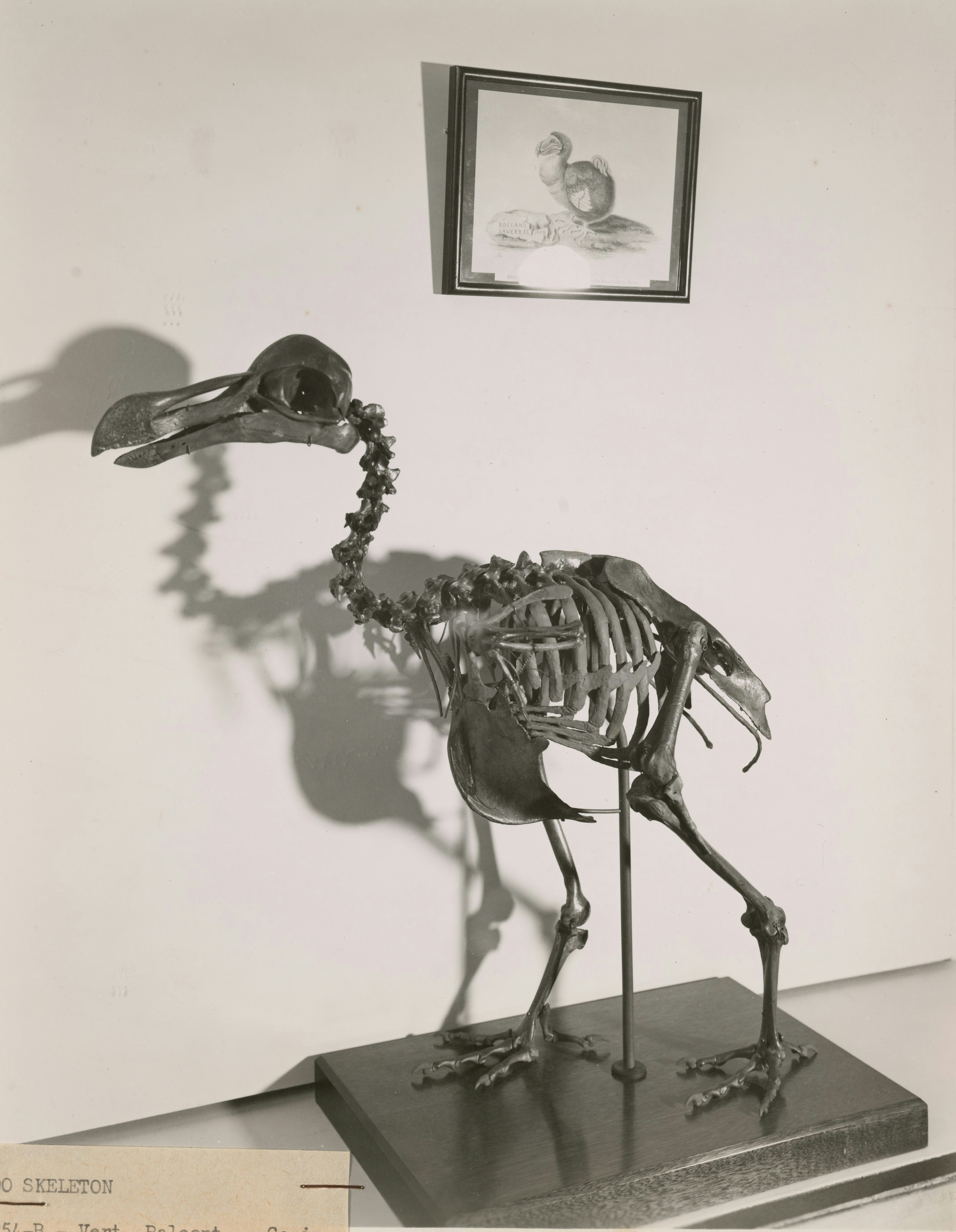 Ein Dodo-Skelett auf einem Holzsockel mit einer gerahmten Illustration darüber
