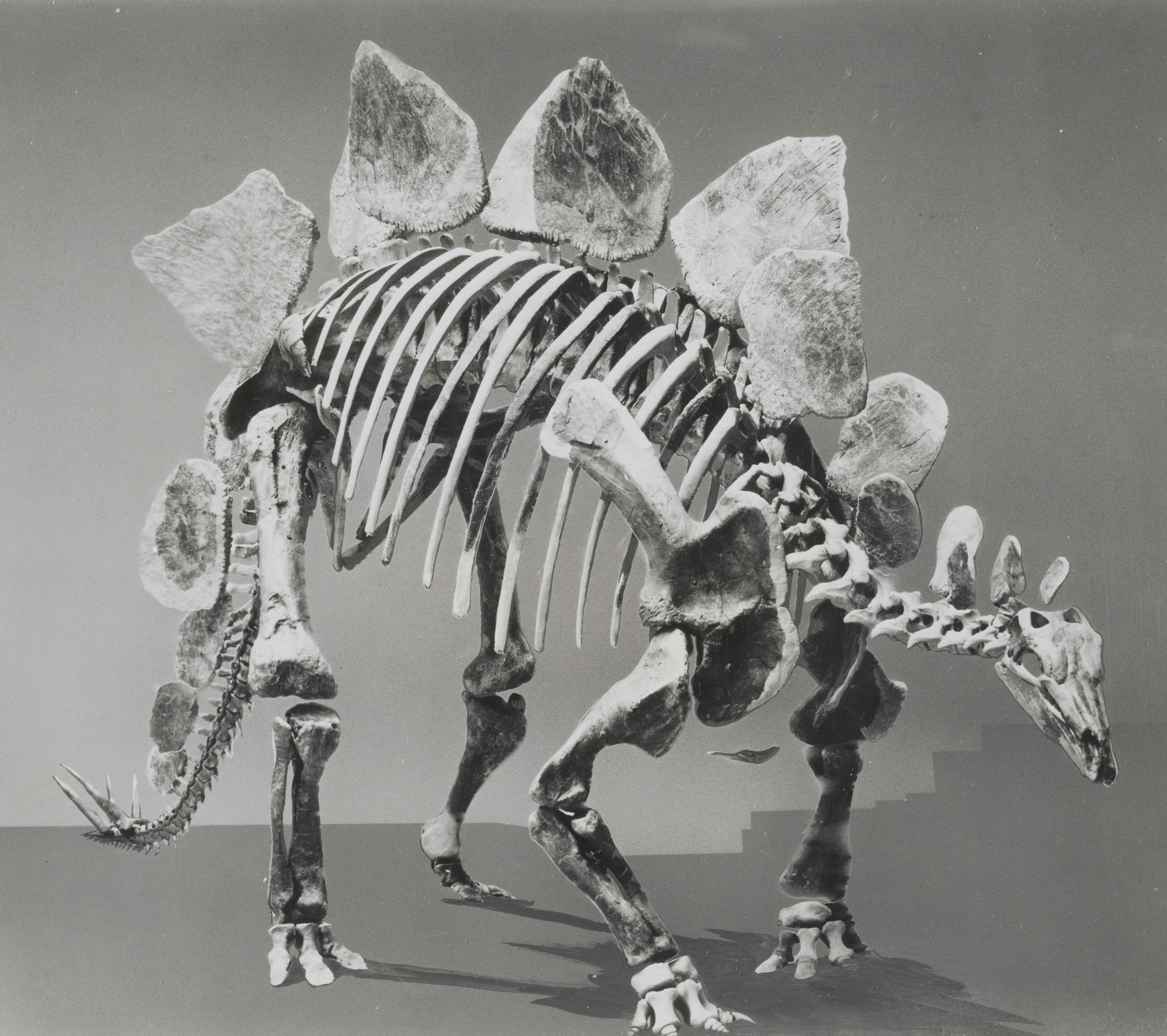 Ein Stegosaurus-Dinosaurierskelett mit großen Platten auf dem Rücken