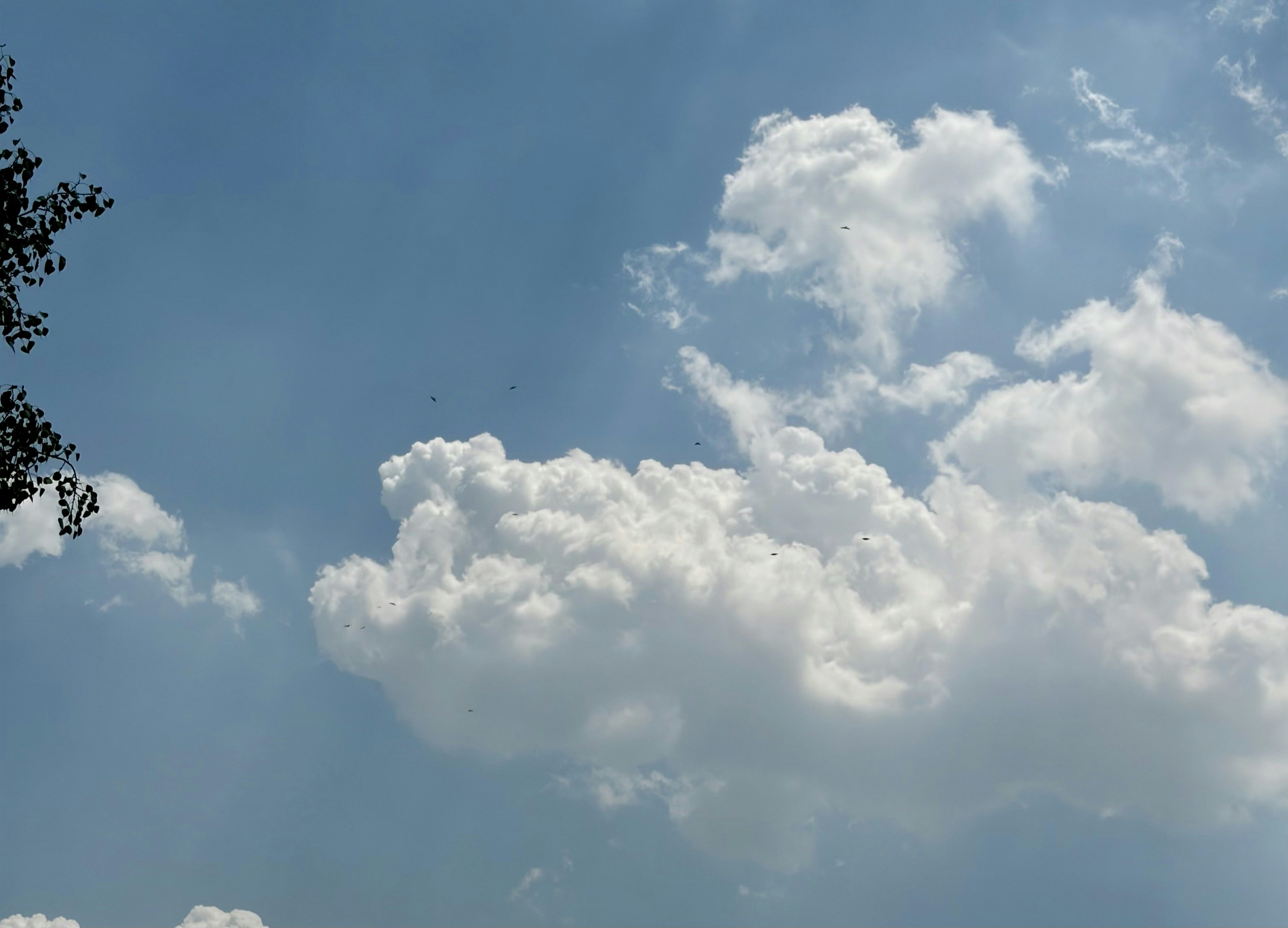 White cumulus clouds in a bright blue sky with tree leaves in corner
