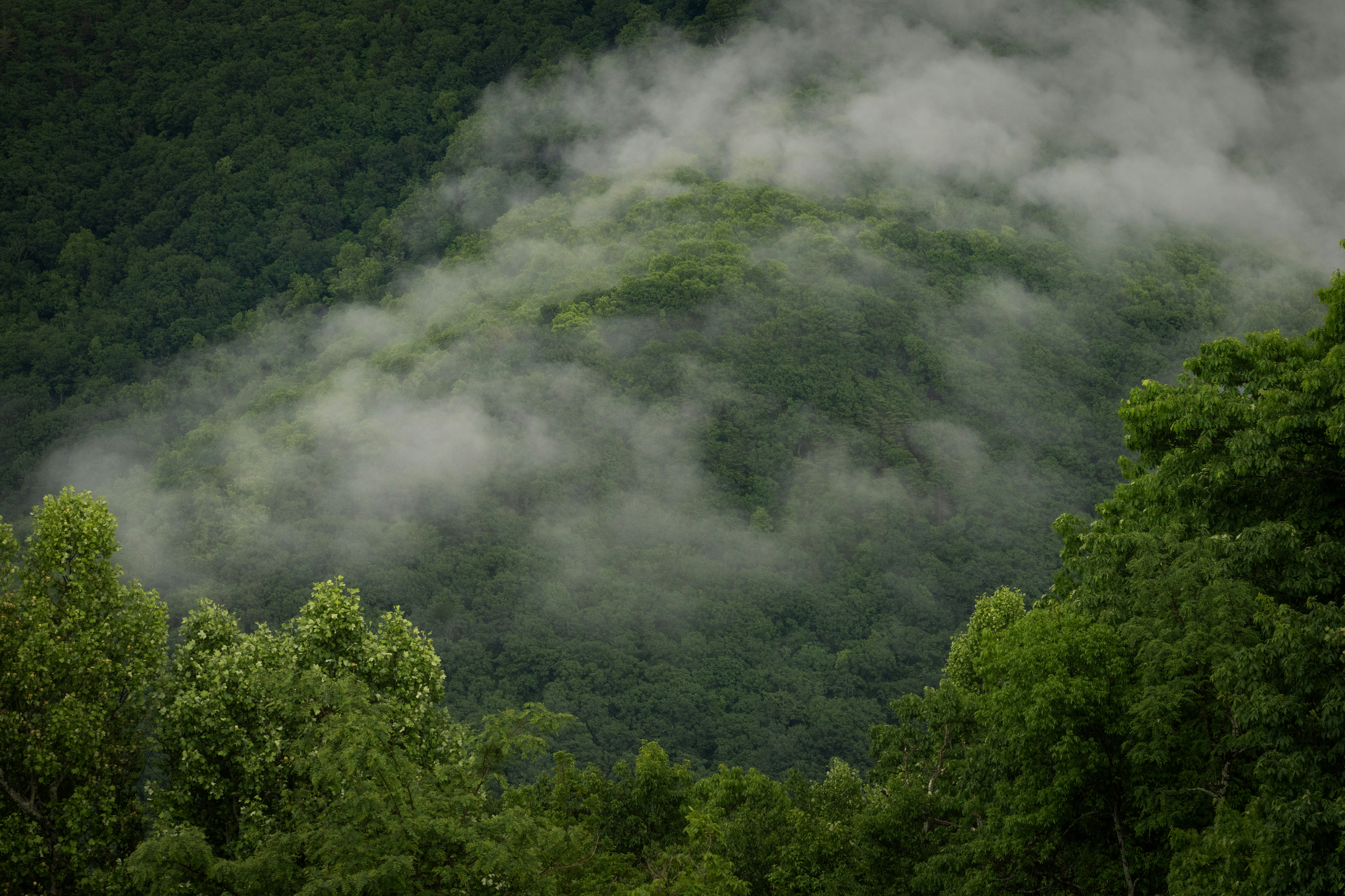 Low clouds drifting over a dense green forest on a mountain slope