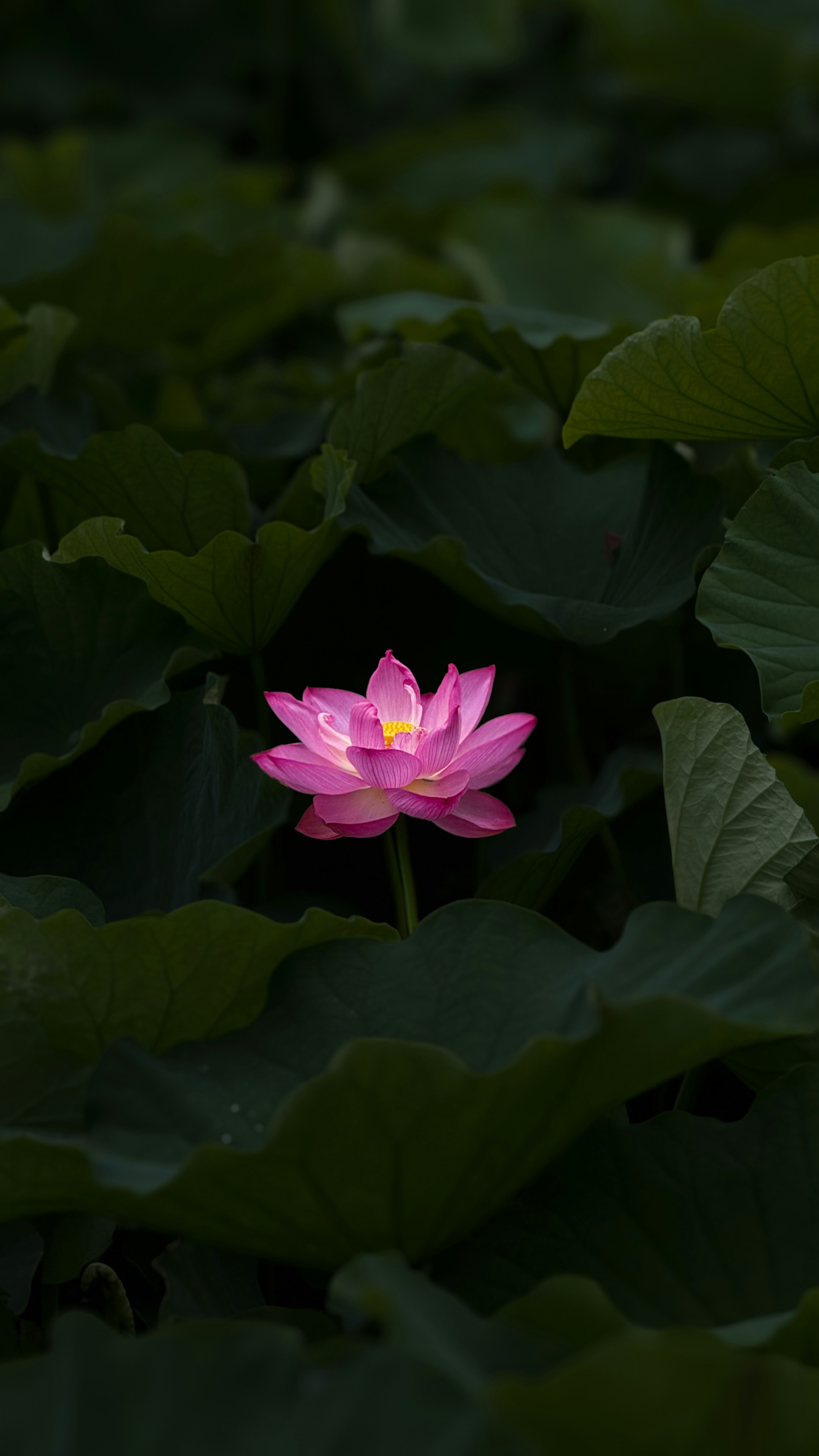 A single pink lotus flower blooming among large dark green lily pads