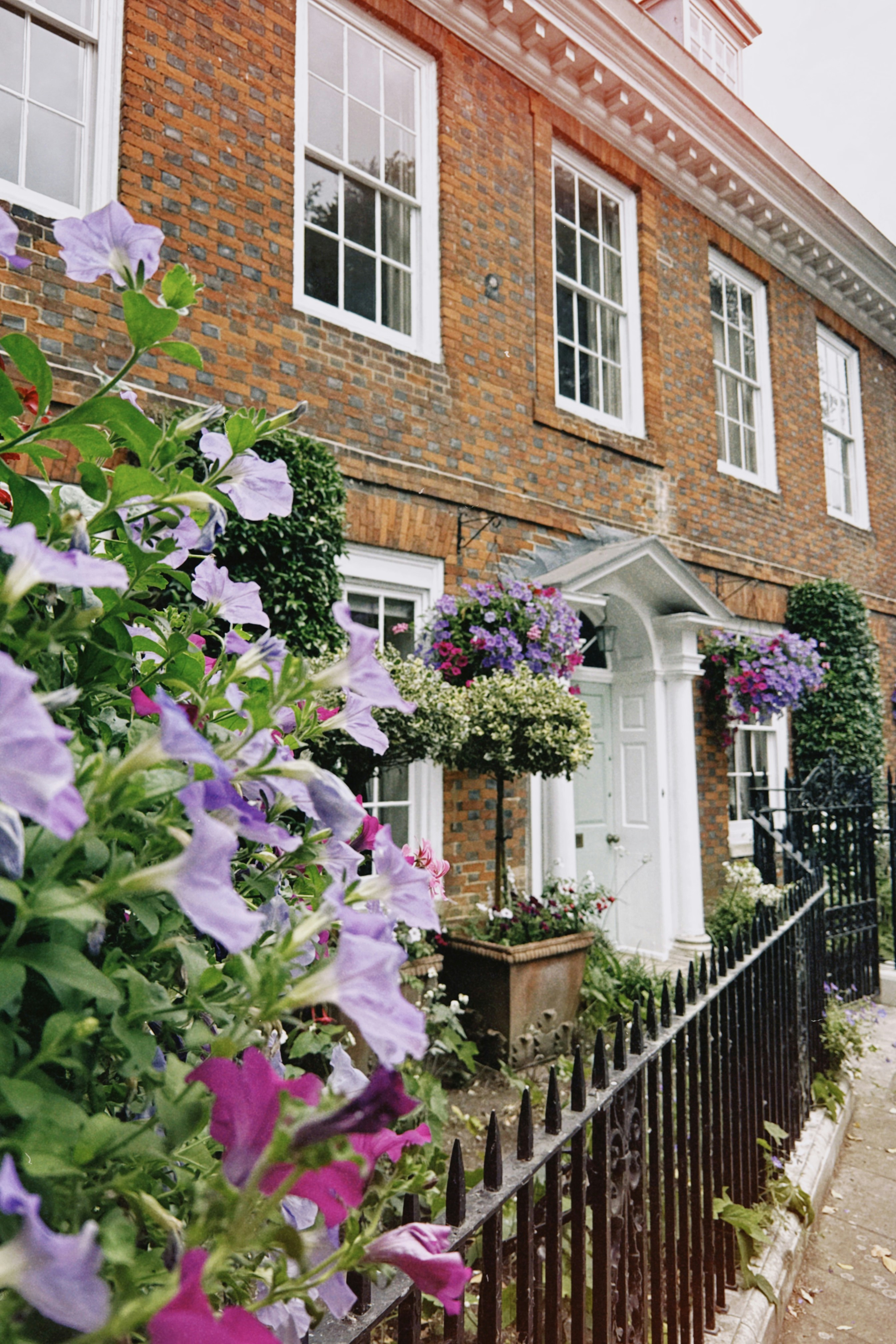 Purple petunias in the foreground of a brick house with a white door