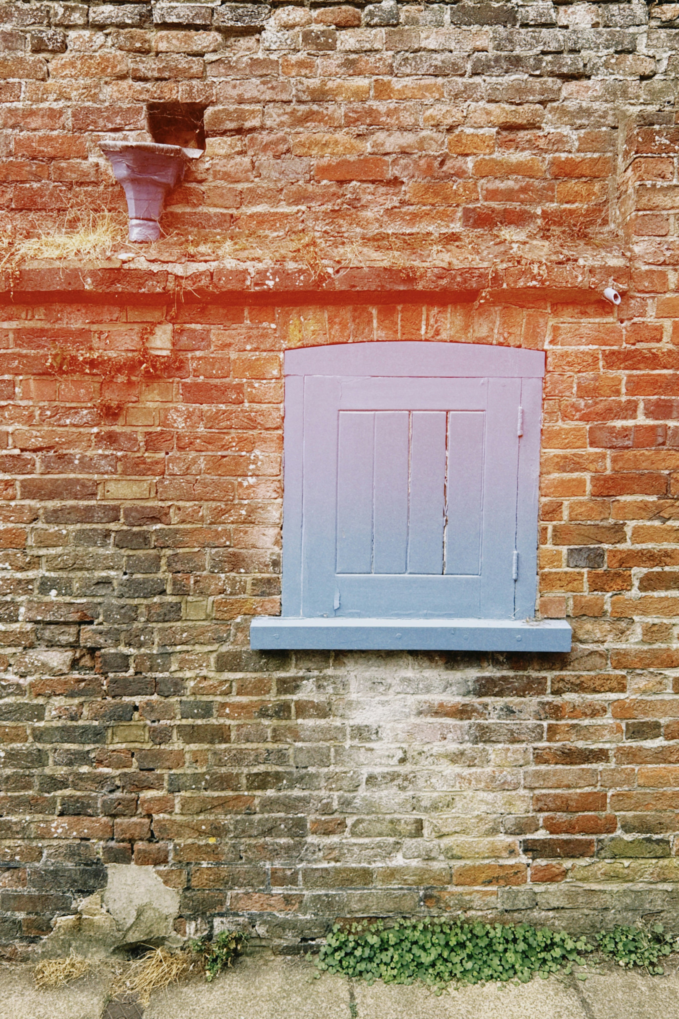 A purple wooden shutter on a weathered red brick wall with green plants