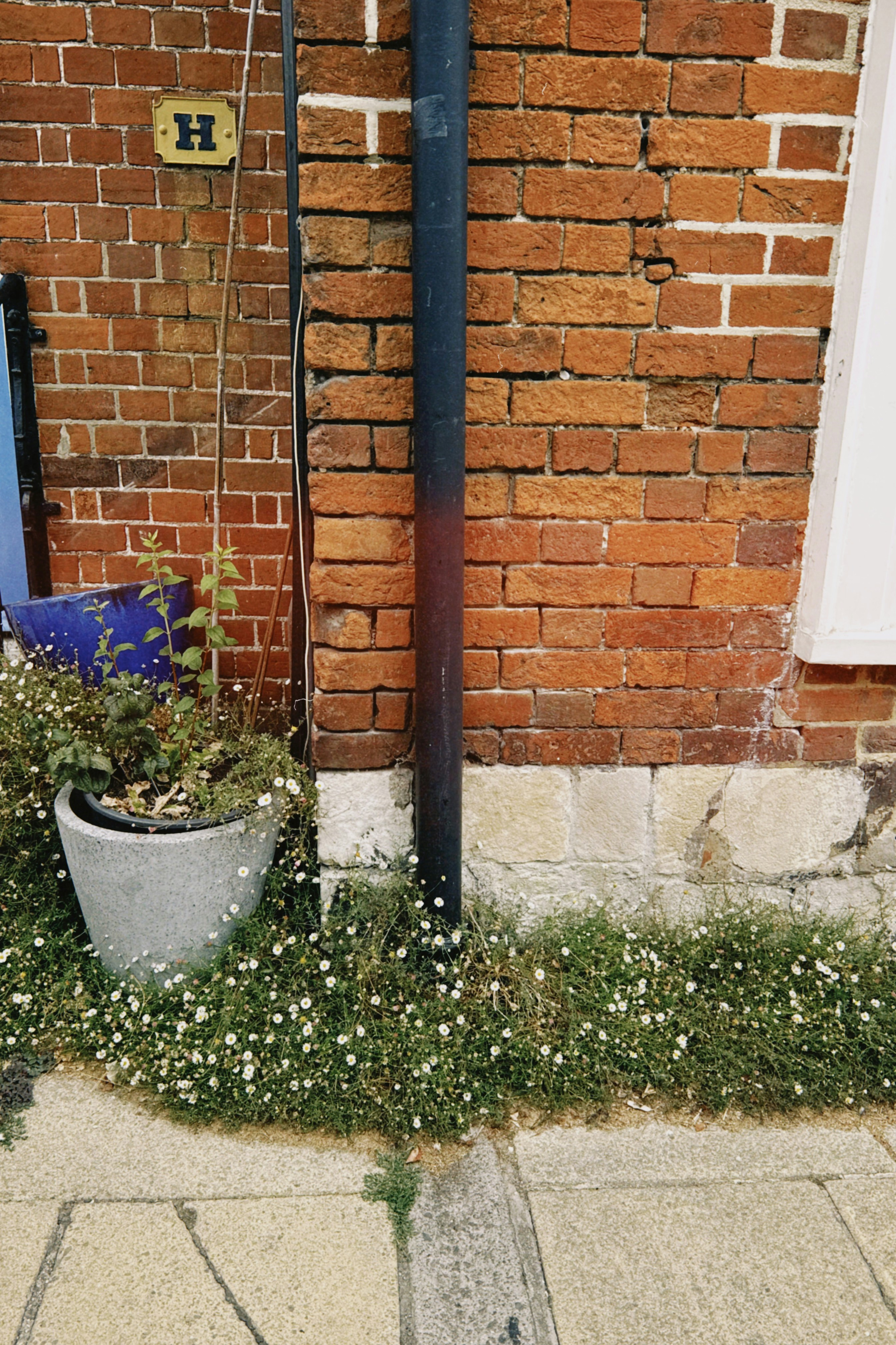 A grey planter with green plants beside a brick wall and drainpipe
