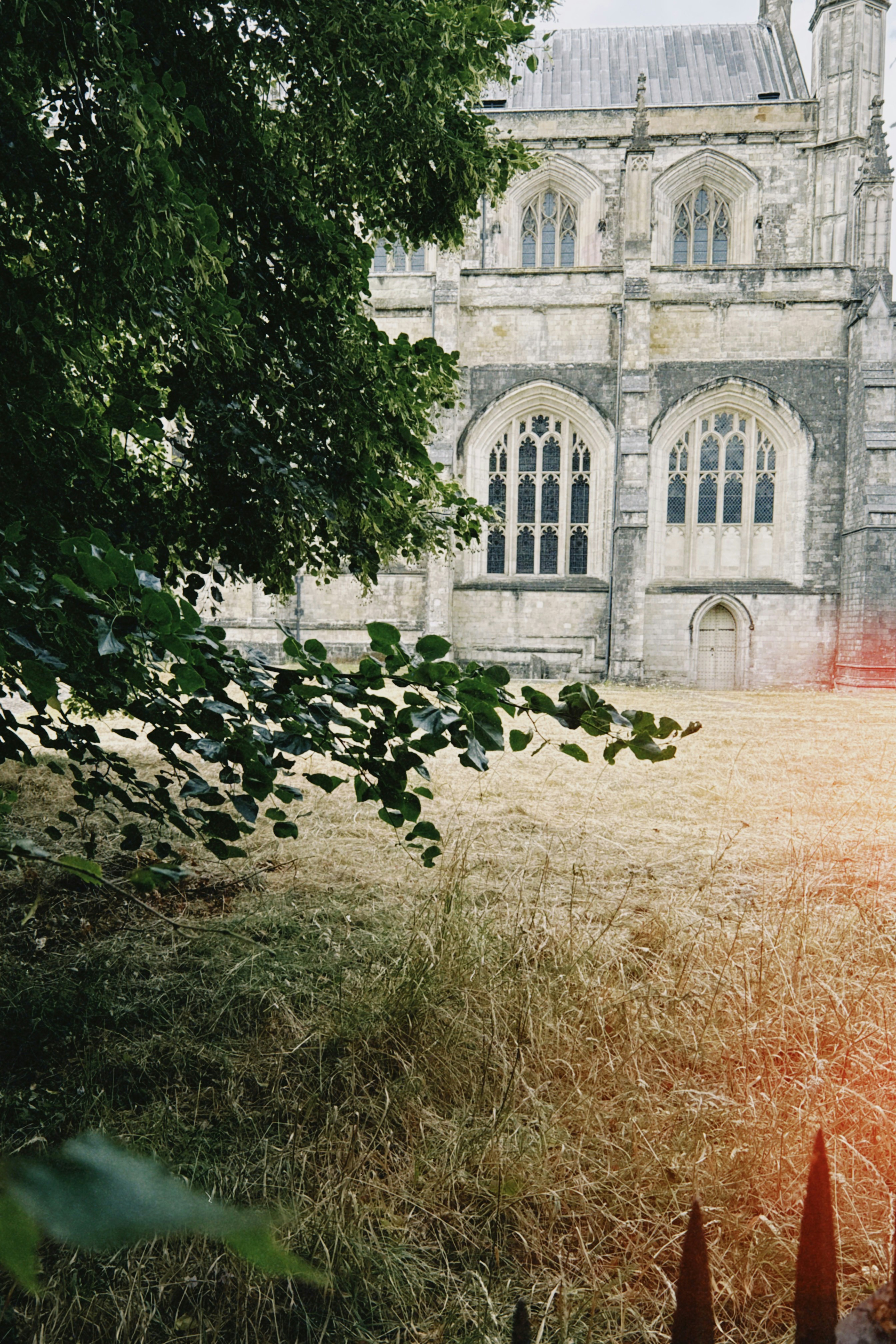 A stone cathedral wall with arched windows behind a leafy tree and dry grass