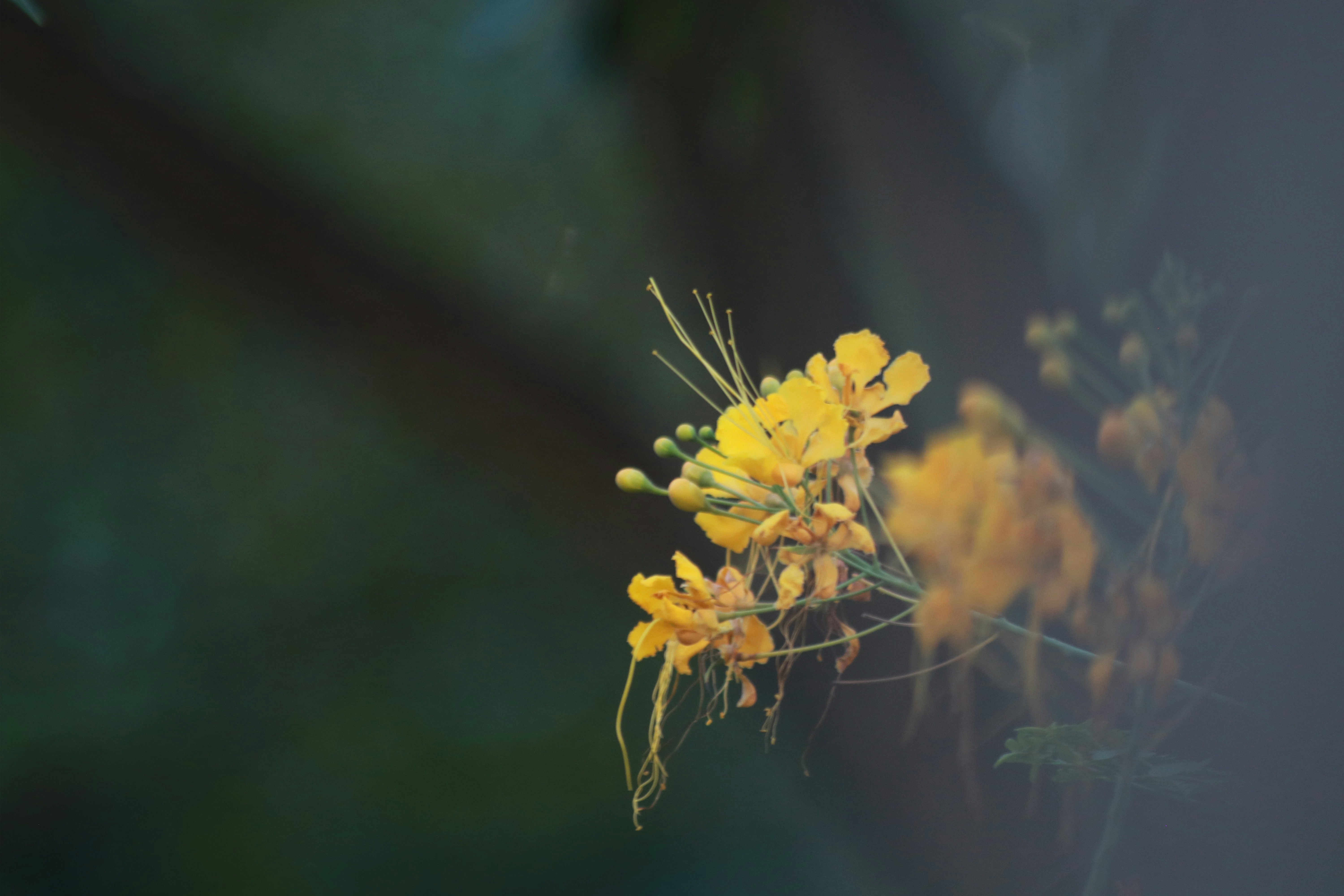 Yellow Caesalpinia pulcherrima flowers with long stamens against a dark blurred background