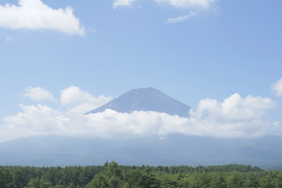 Mount Fuji rising above dense forest and a layer of white cloud