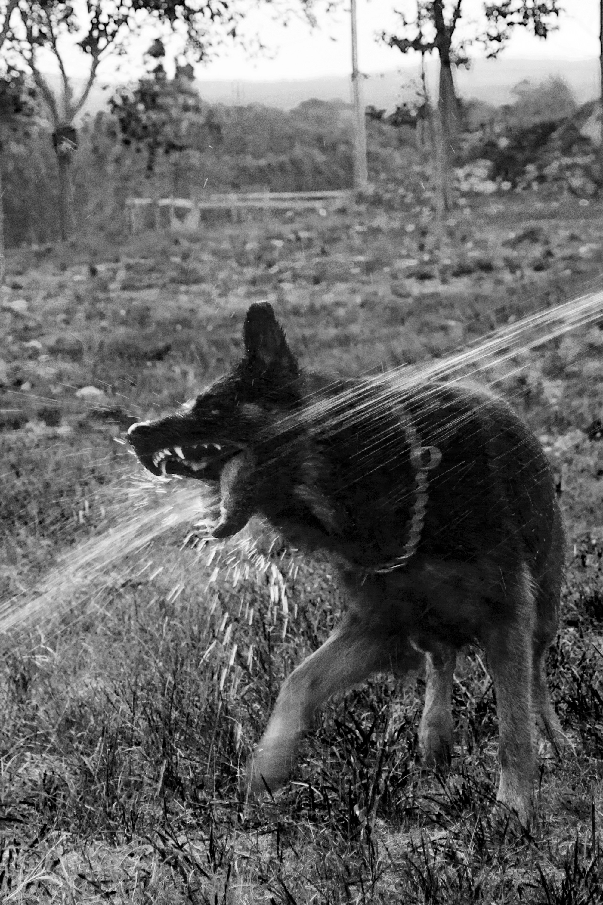 Dog Wash — Les Chiens Douches Albertville — Albertville