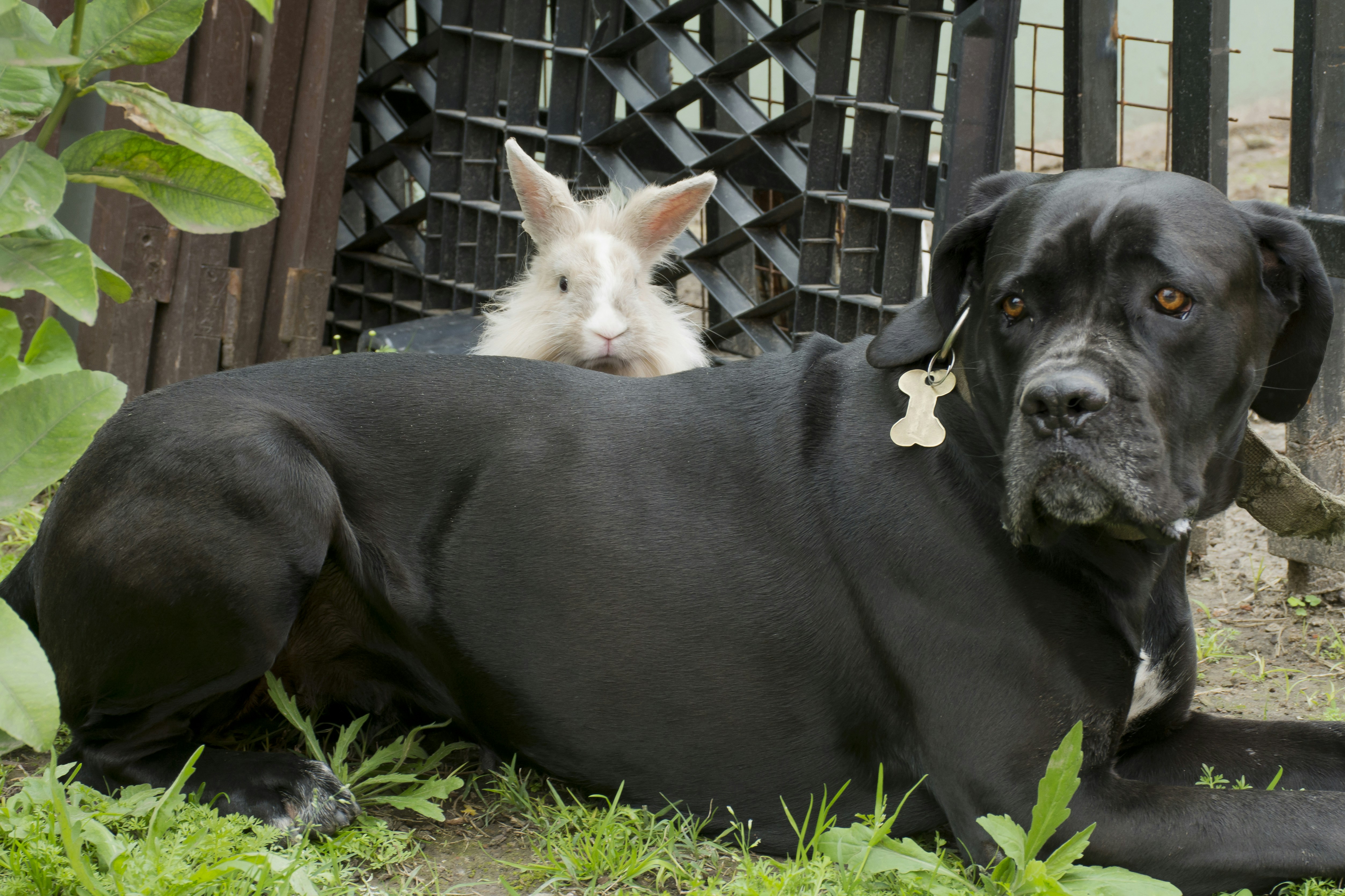 A fluffy white rabbit resting behind a large black dog on the grass