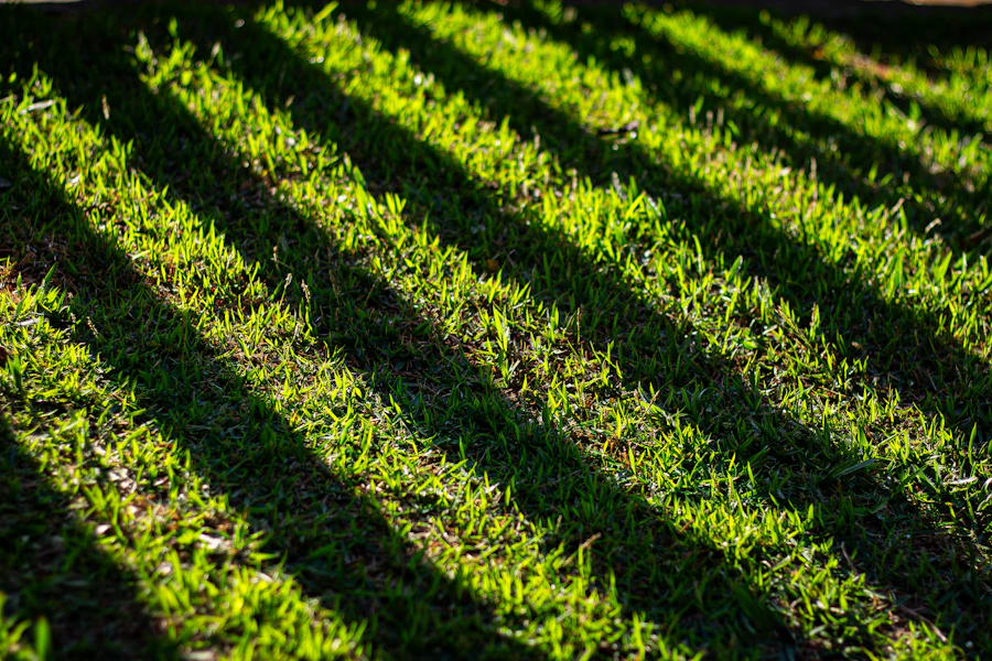 Close-up of bold mowing stripes in low sun