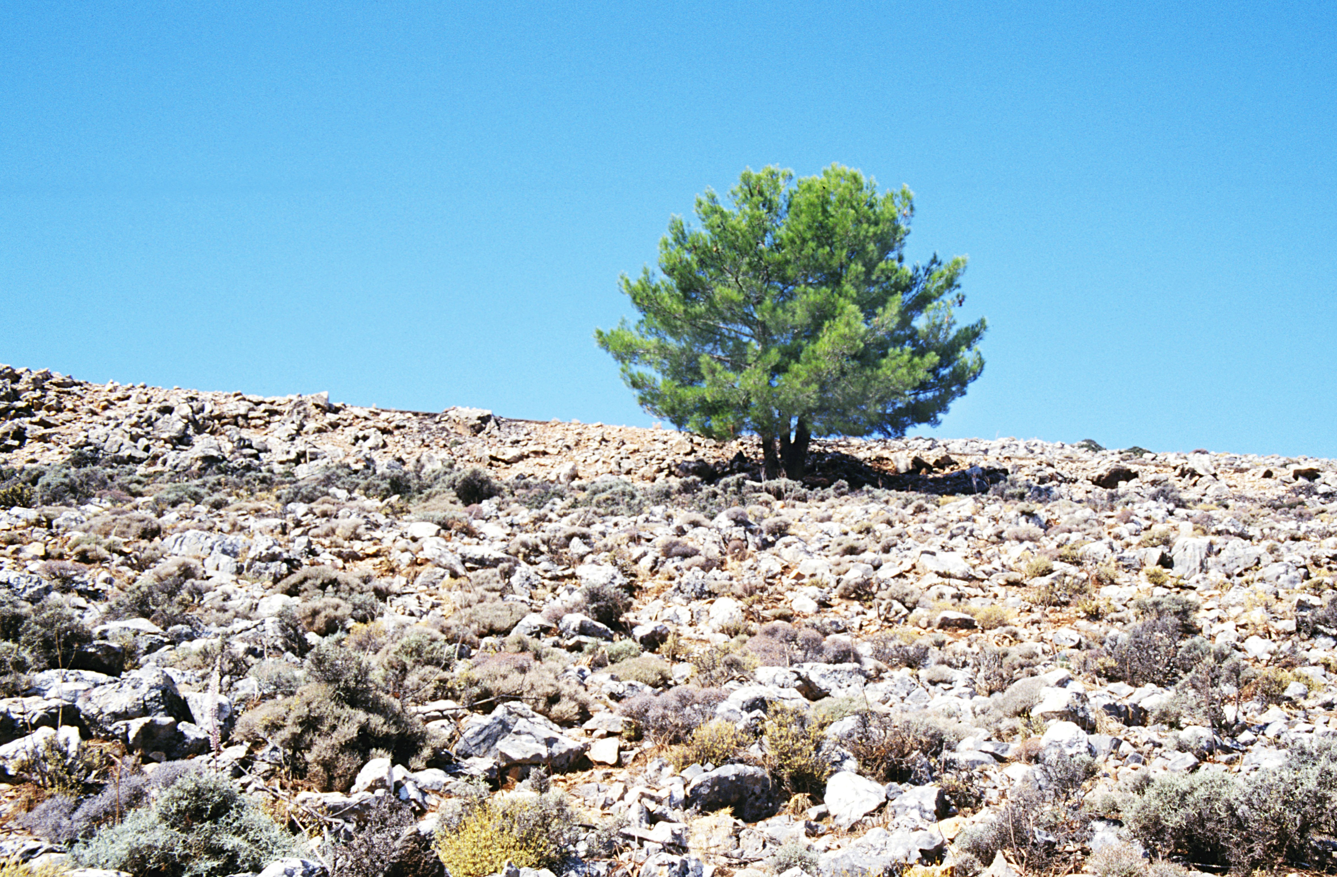 Un seul pin vert sur une colline rocheuse sous un ciel bleu clair