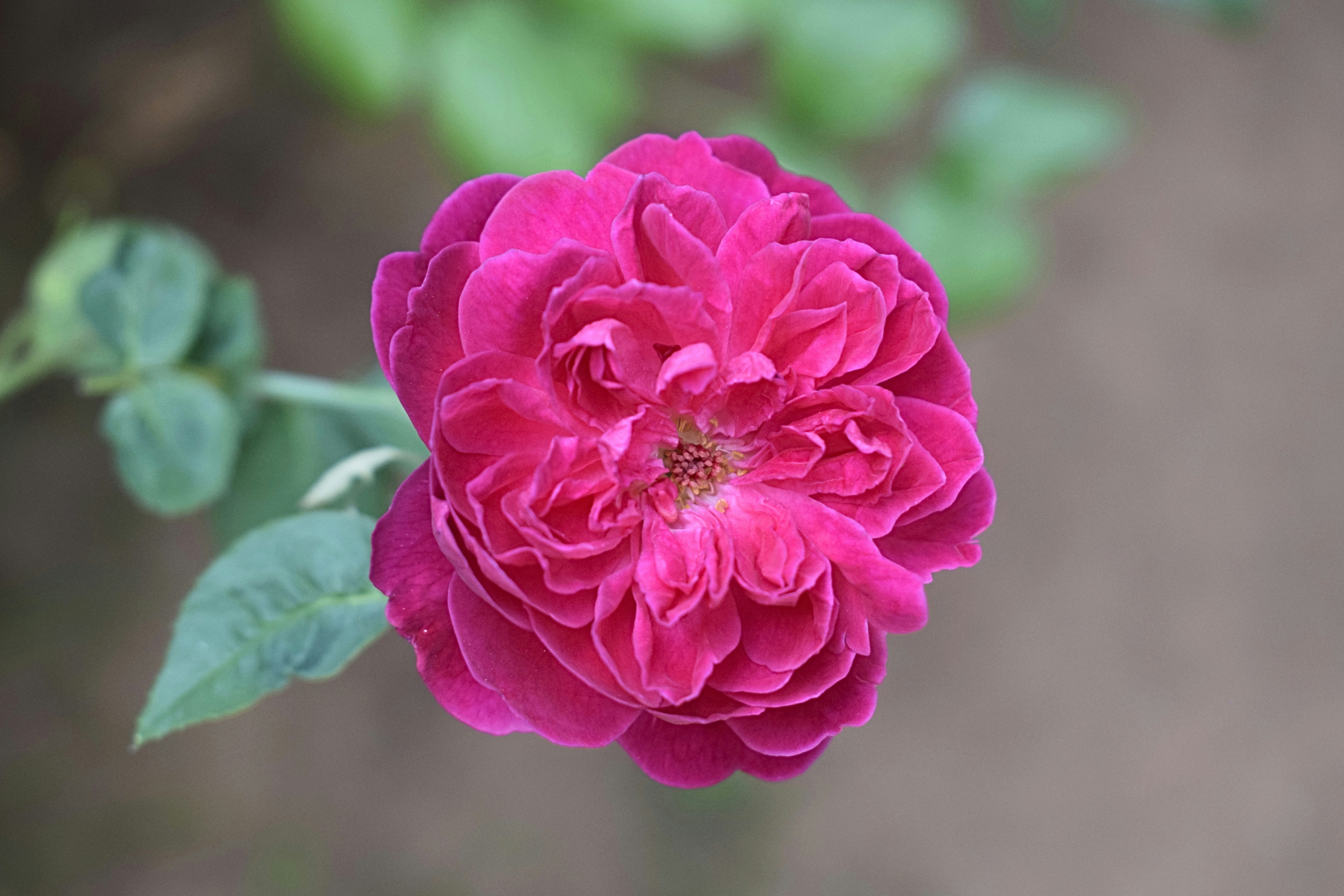 A vibrant magenta rose in full bloom with green leaves on a blurred background