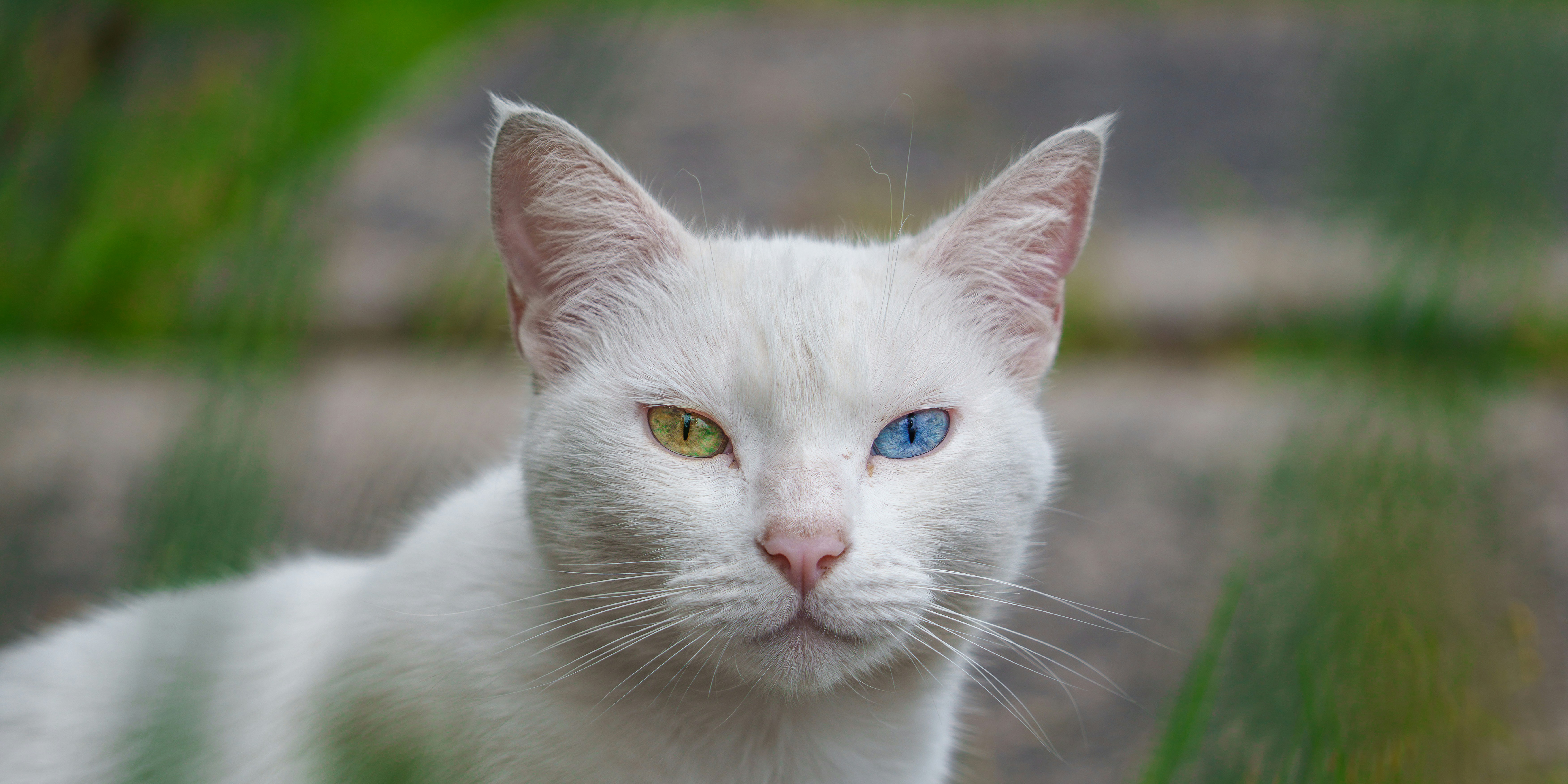 A white cat with one yellow eye and one blue eye