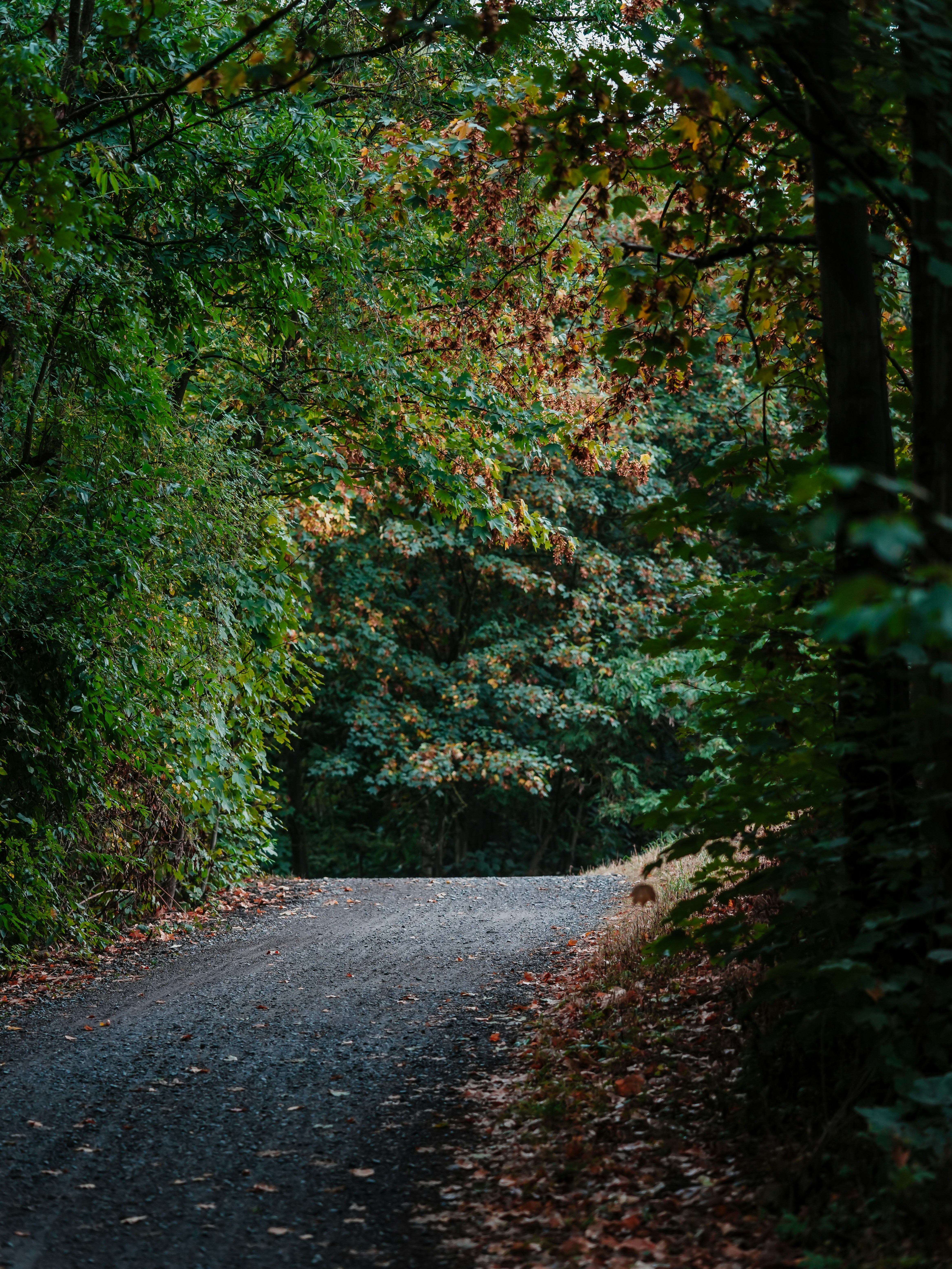 A gravel path leading into a dense forest with green and autumn leaves
