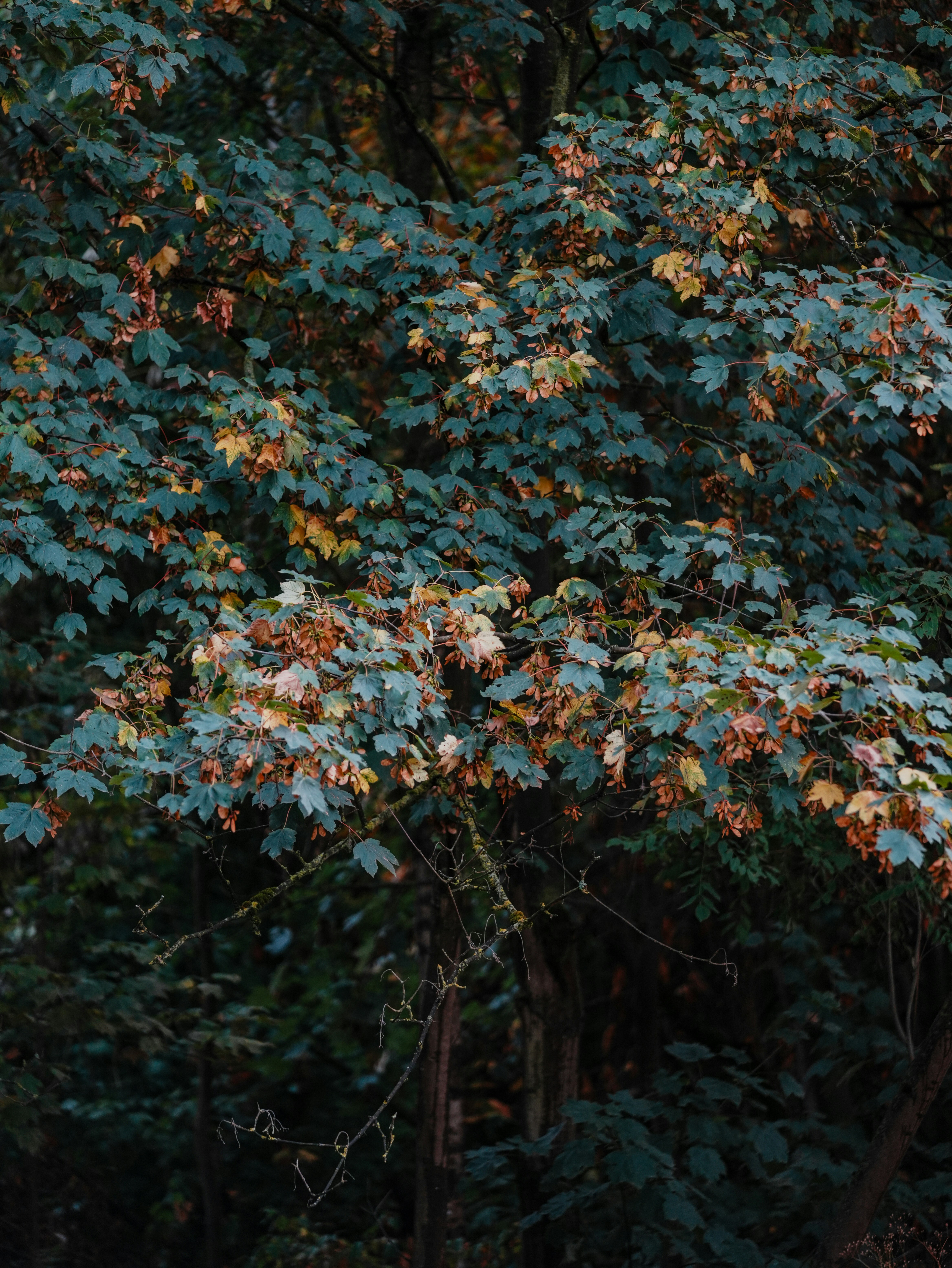 Maple tree branches with green and autumn orange leaves in a dense forest