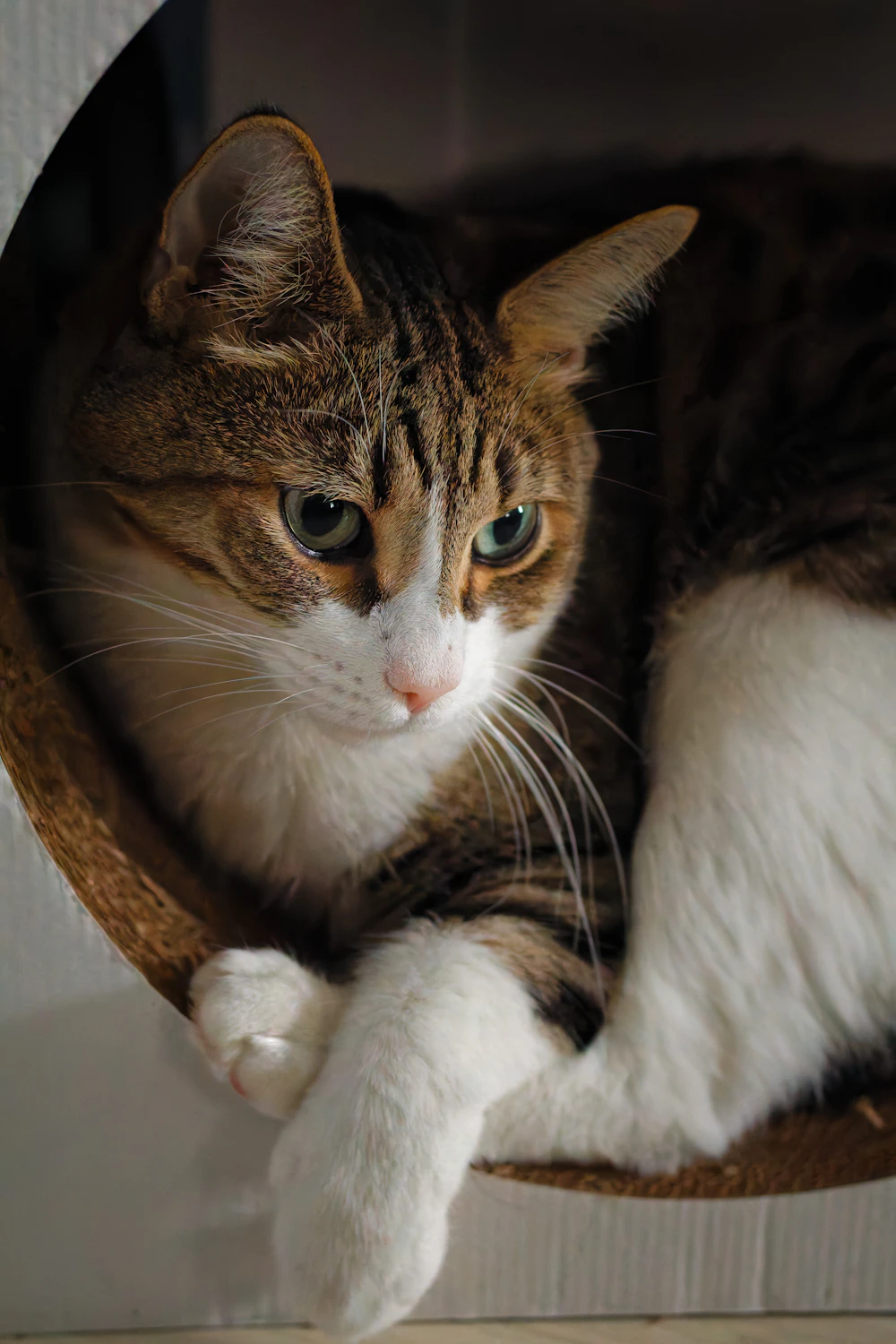 円形の段ボールの中でくつろぐ猫