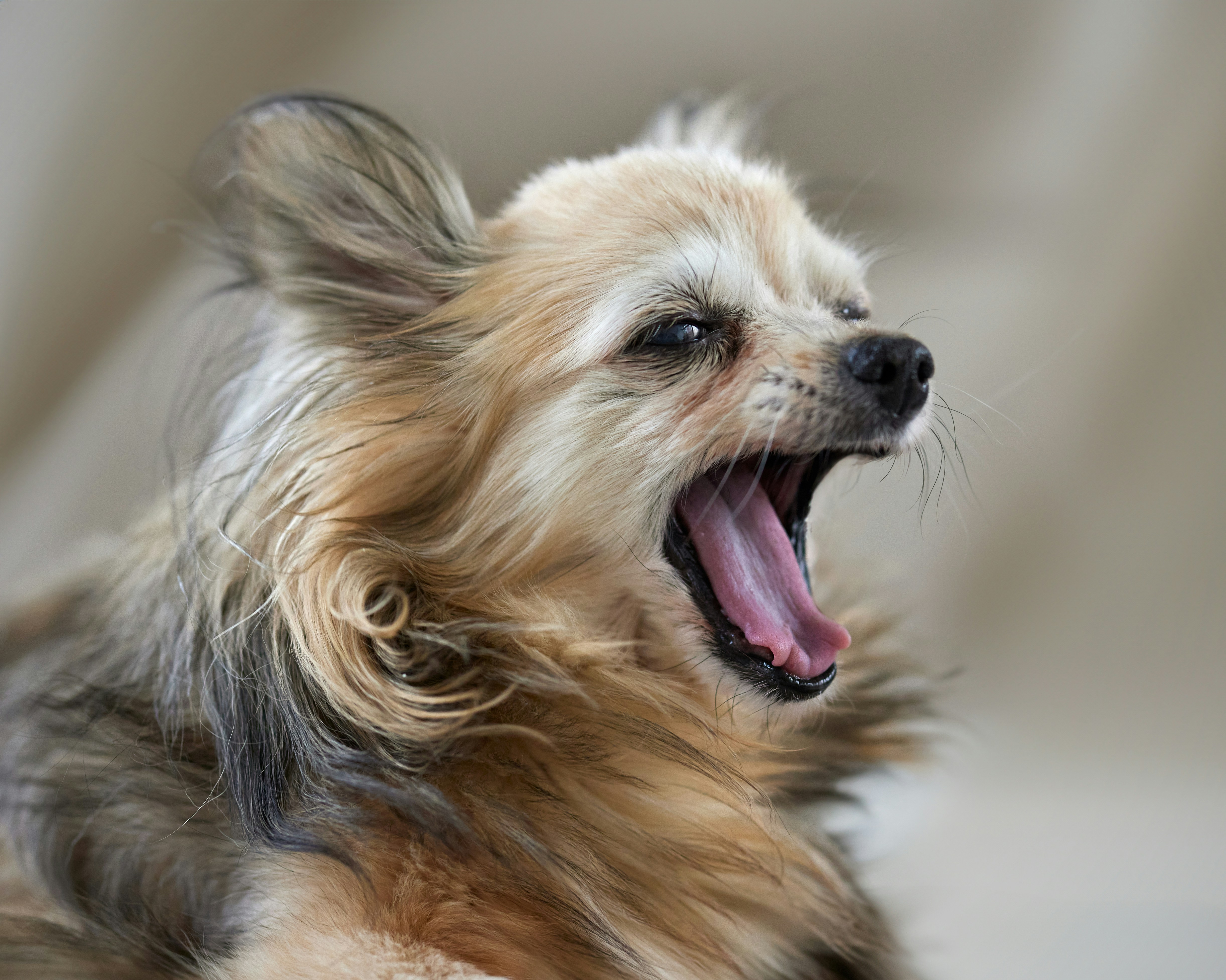 A long-haired chihuahua yawning with its mouth wide open