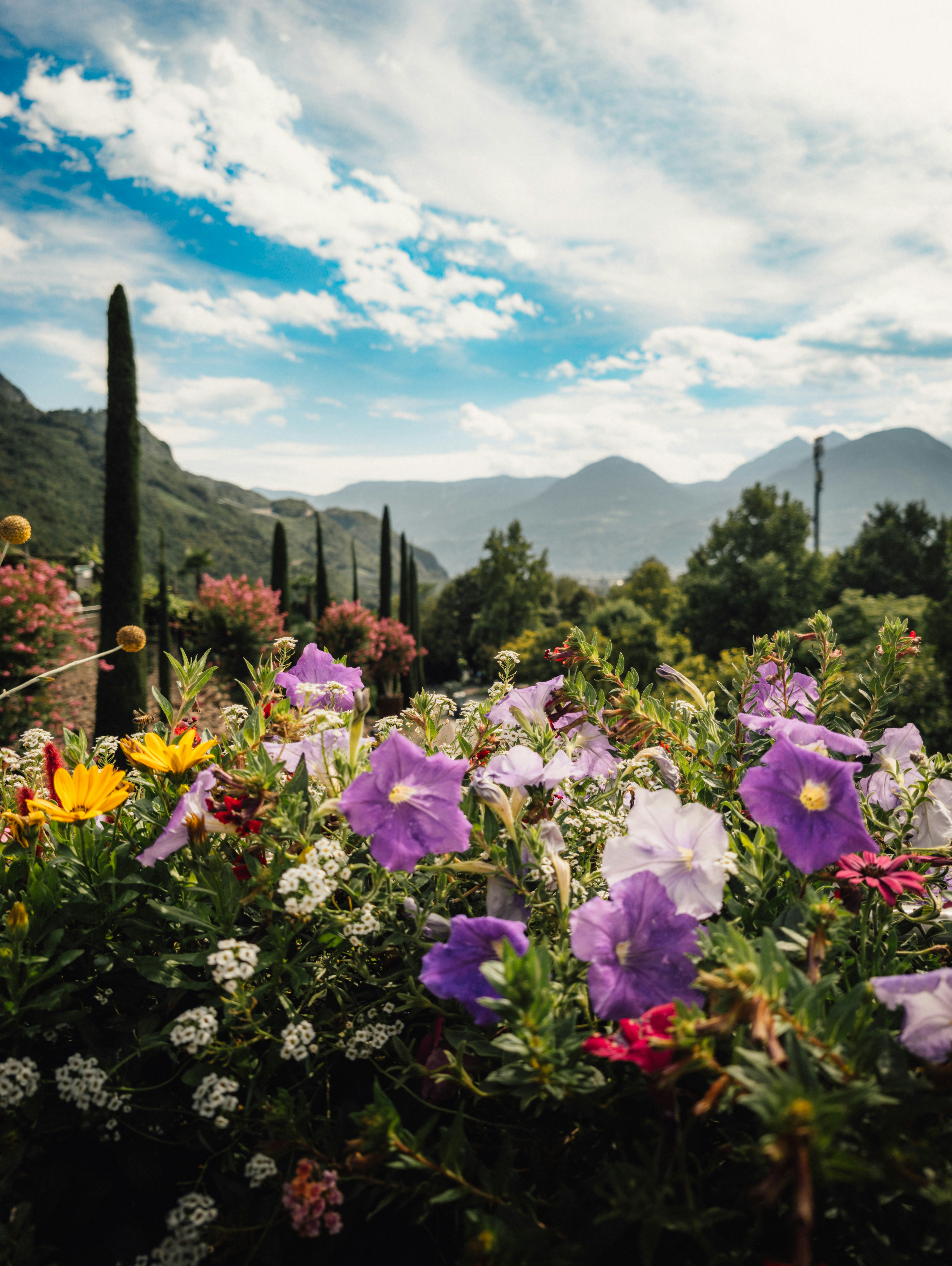 Purple and yellow flowers in a garden with distant mountains under a blue sky
