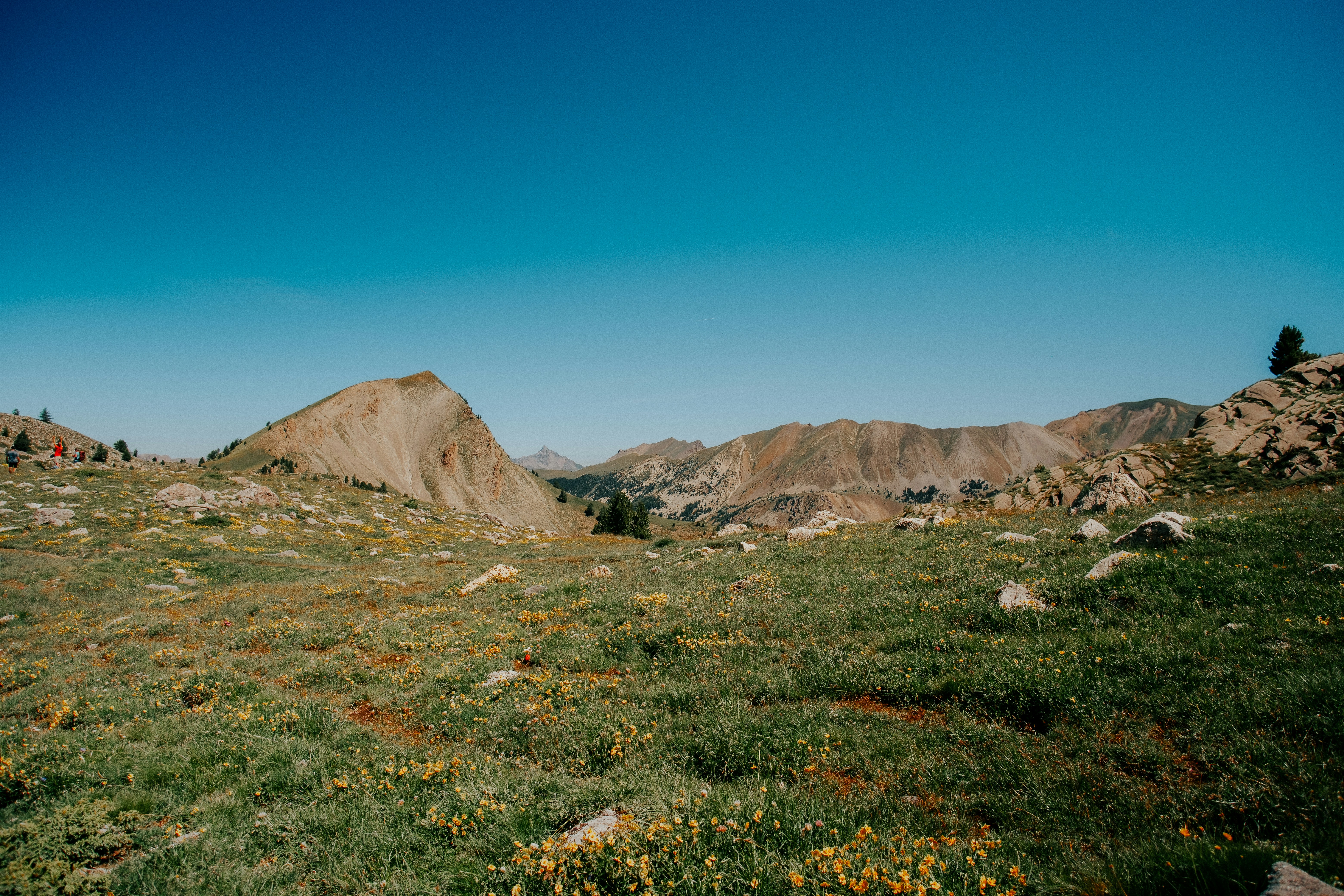A grassy mountain meadow with yellow wildflowers beneath a clear blue sky