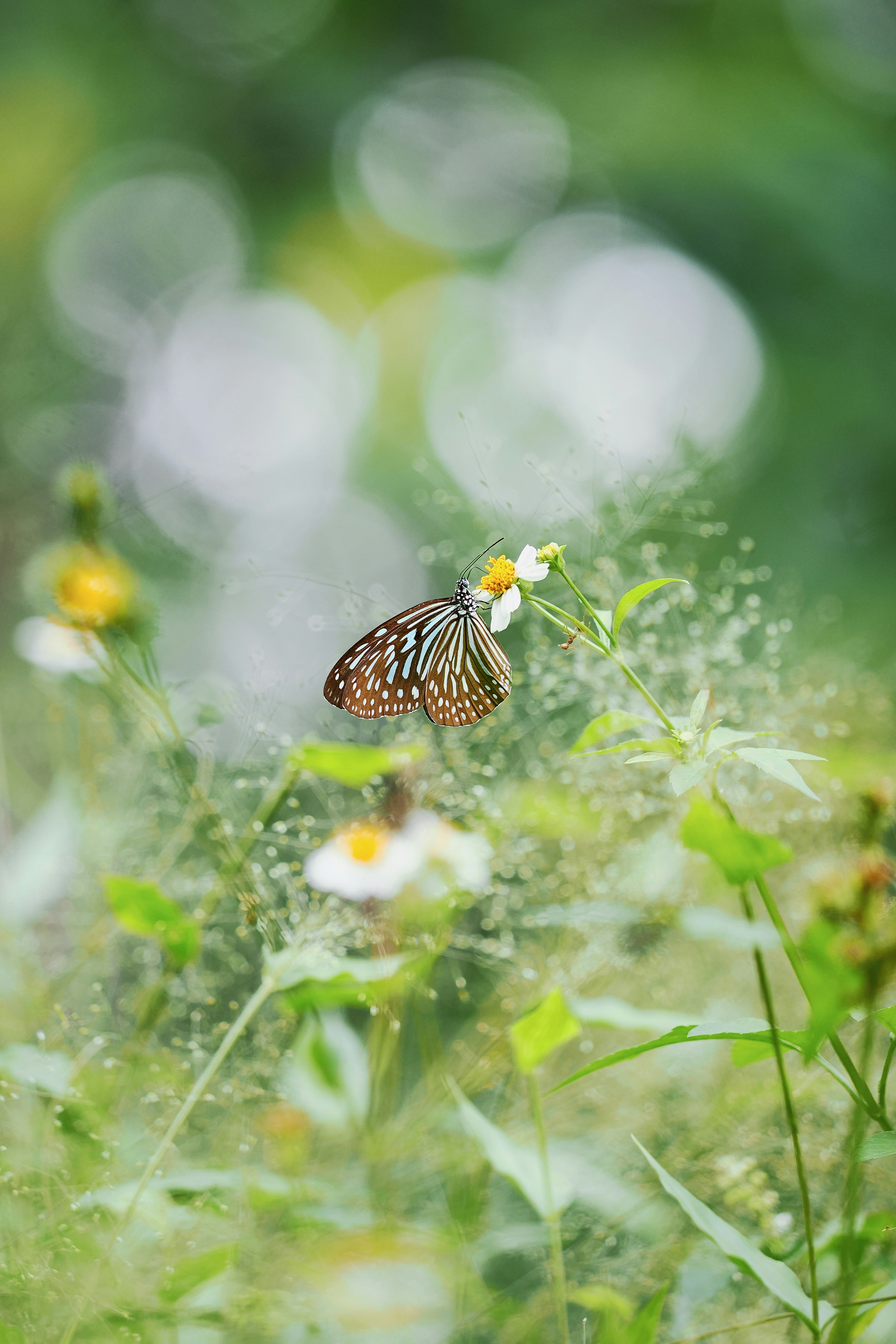 A blue glassy tiger butterfly perched on a small white flower in a garden - 相关推荐