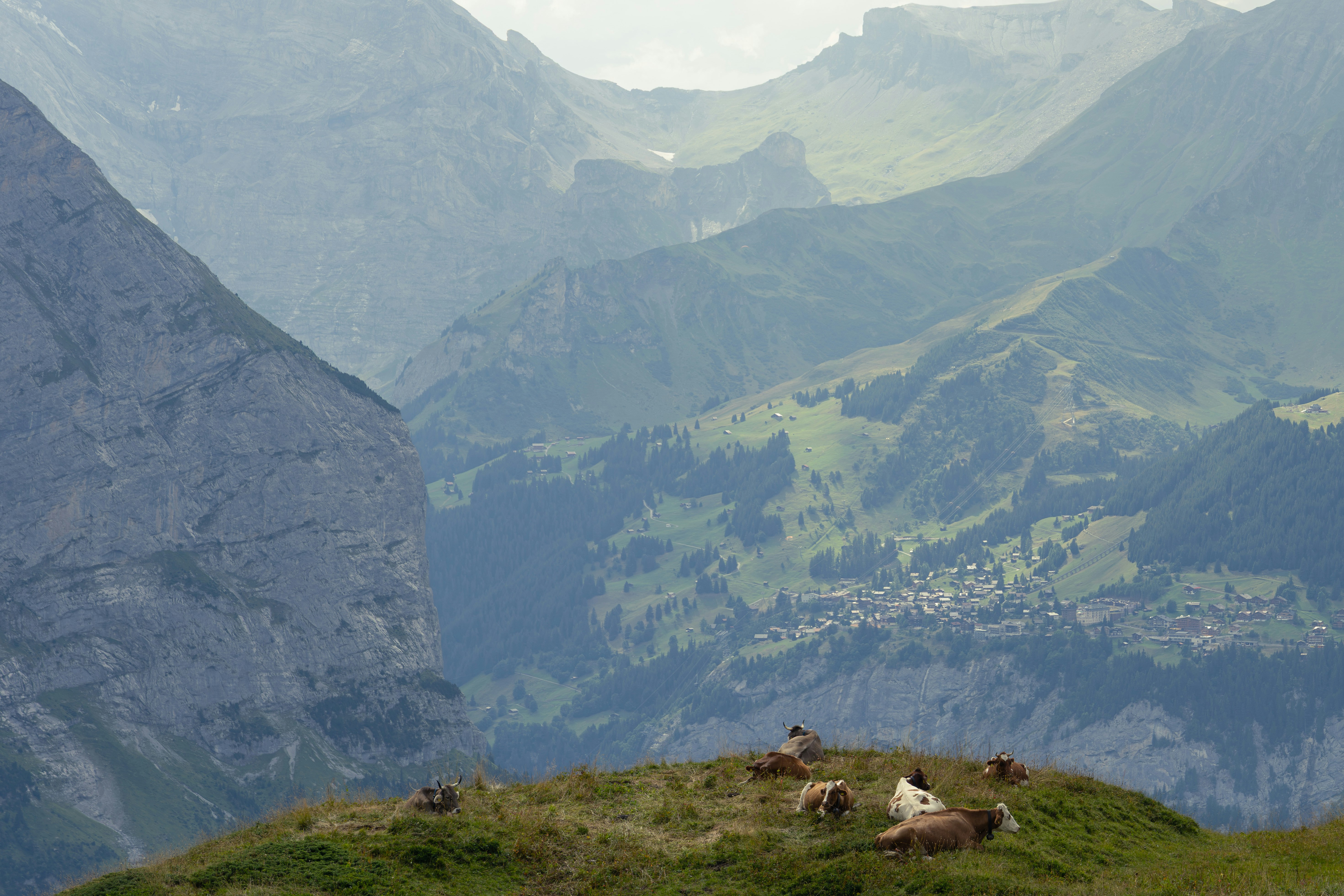 Cows resting on a grassy mountain ridge above a valley village