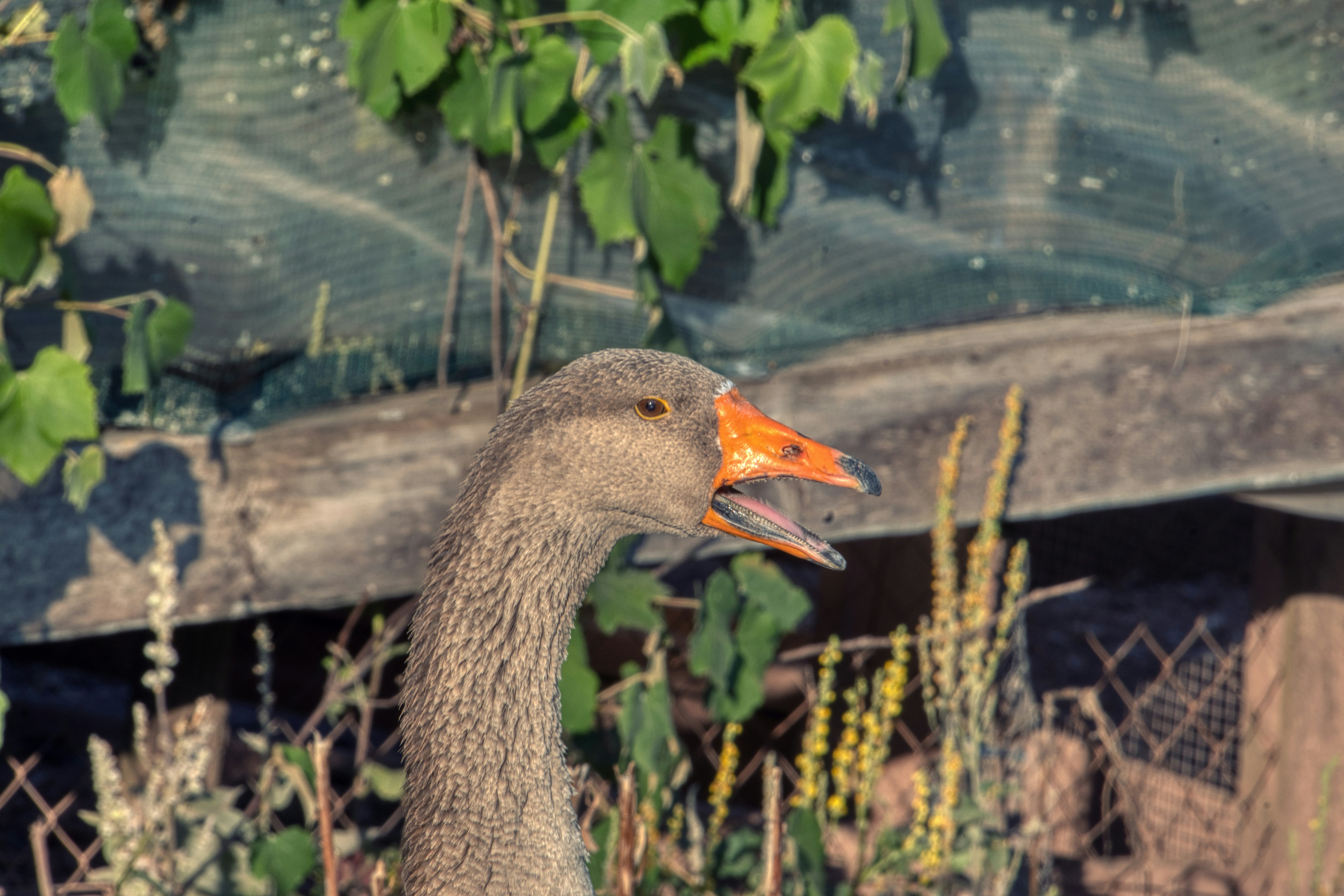 A brown goose with an orange beak hissing in front of green foliage
