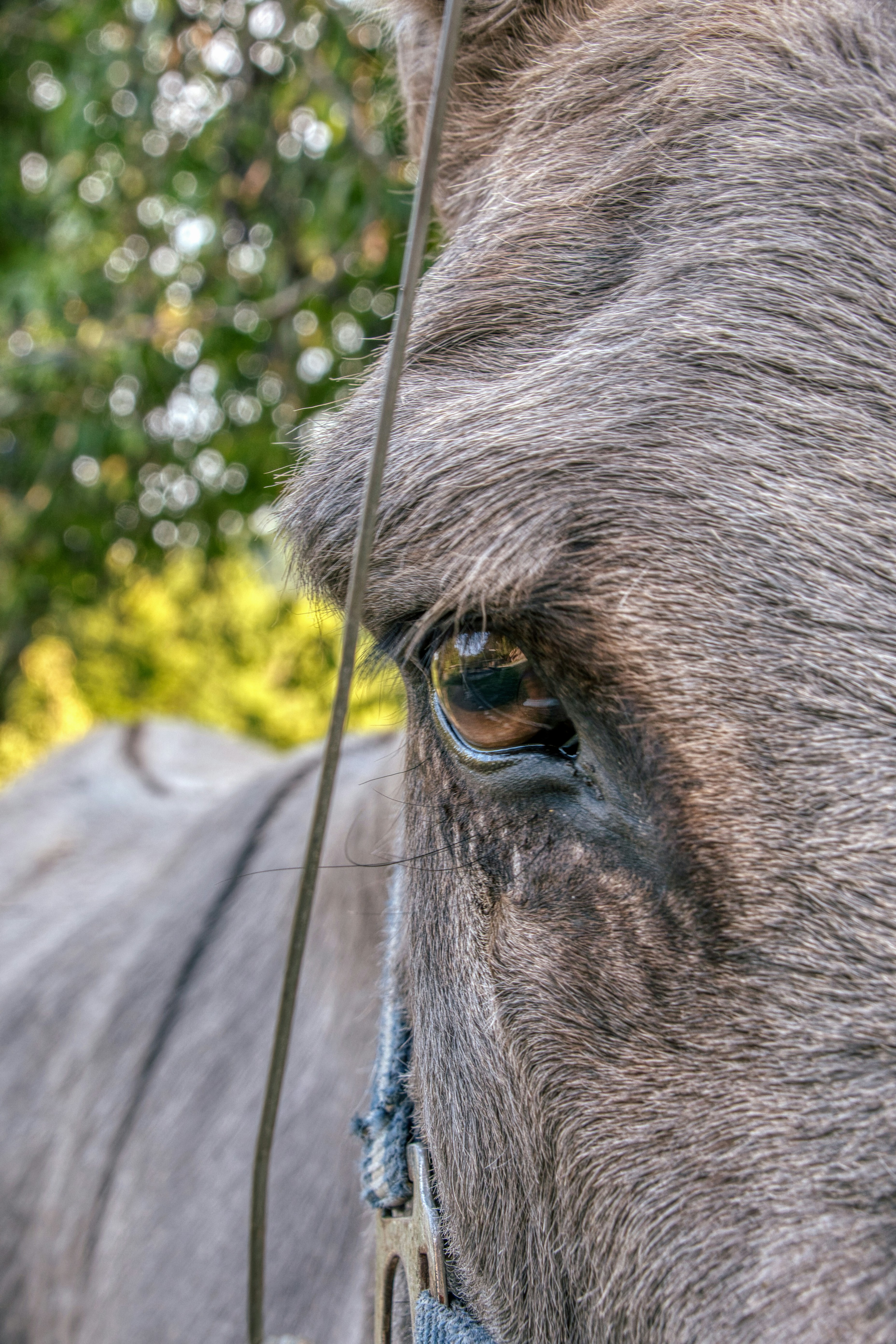 A close-up of a grey horse eye with a blue halter strap