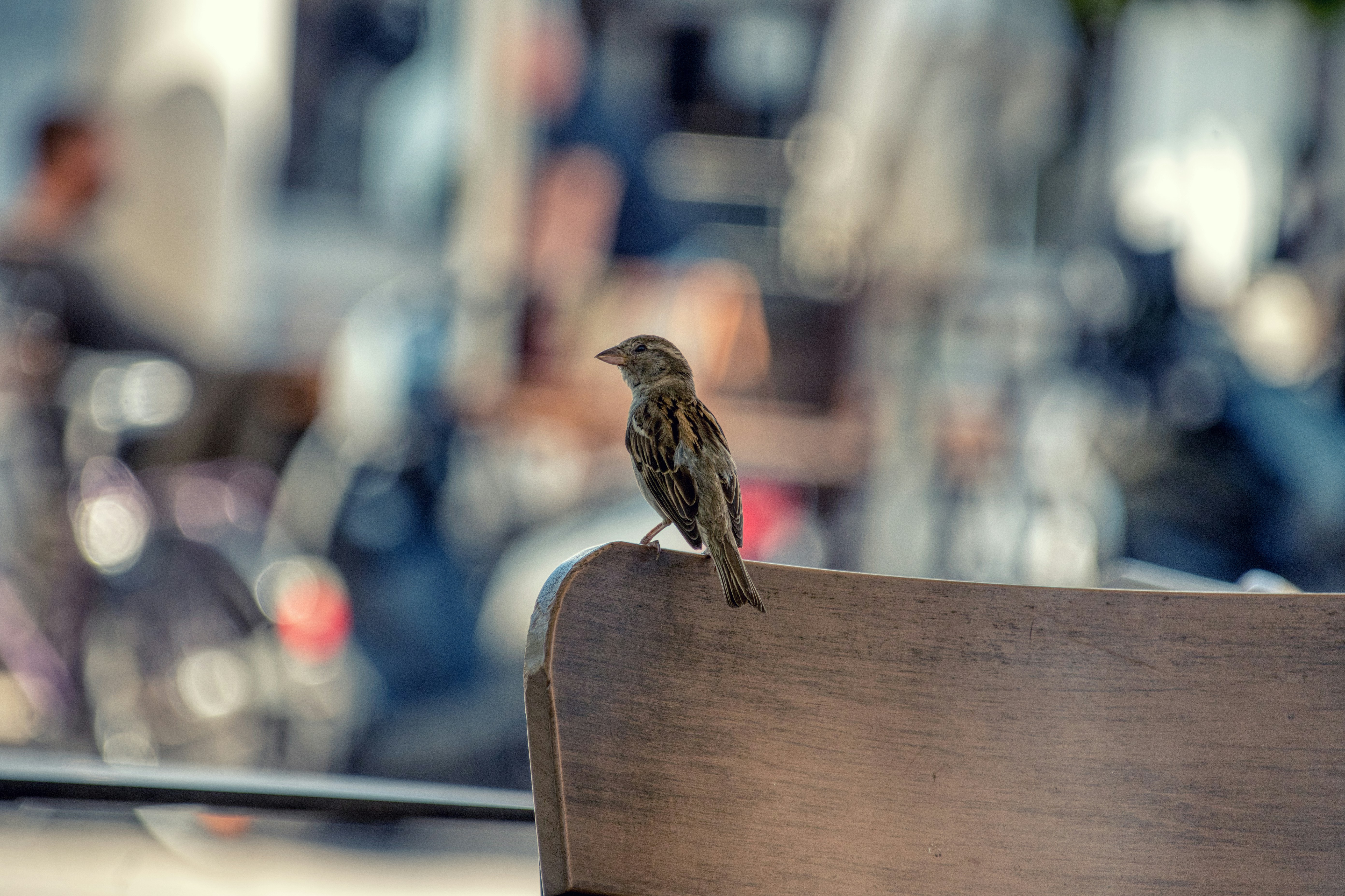A small brown sparrow perched on the back of a wooden chair