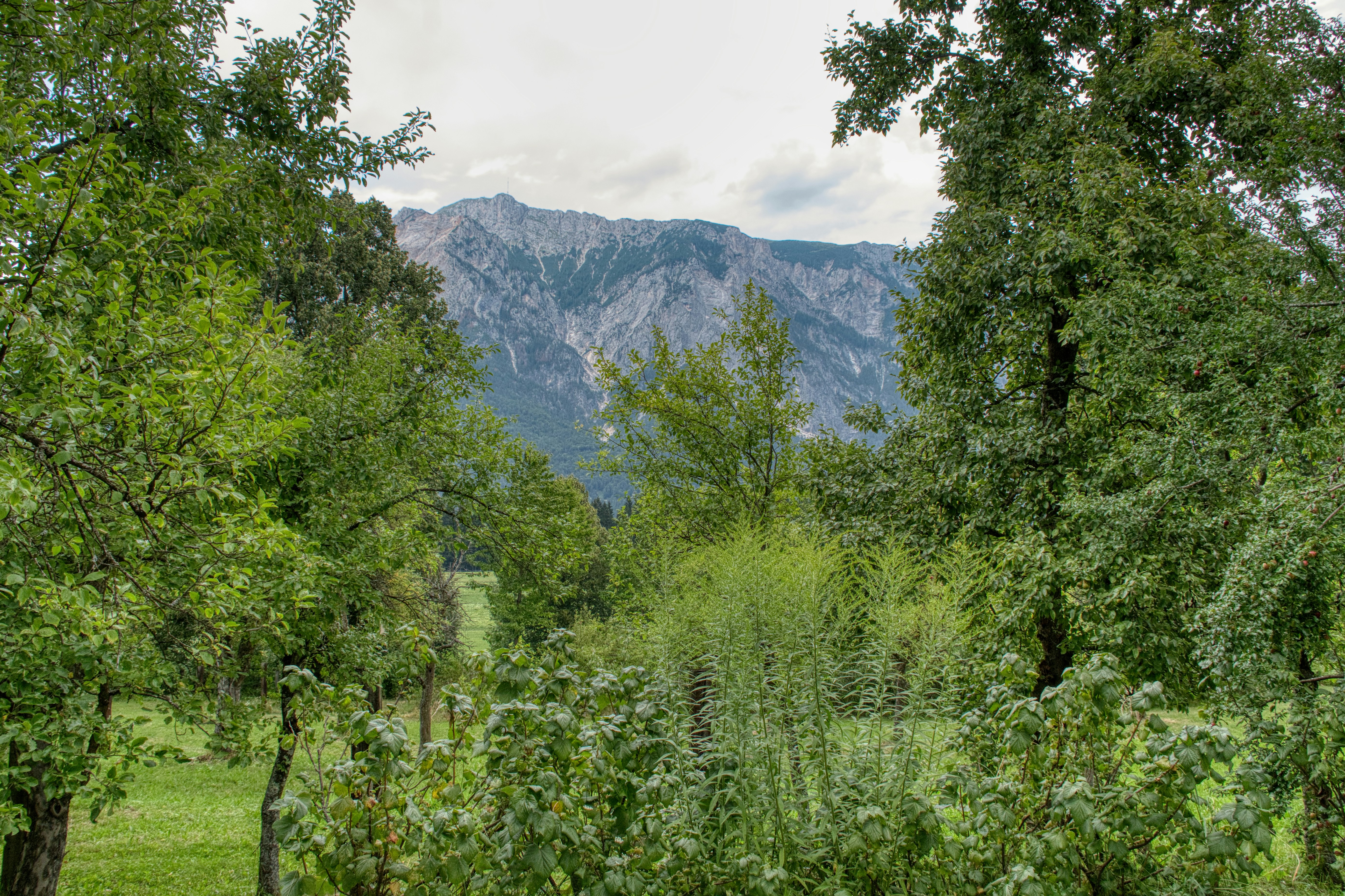 A rocky mountain peak framed by lush green trees in a meadow