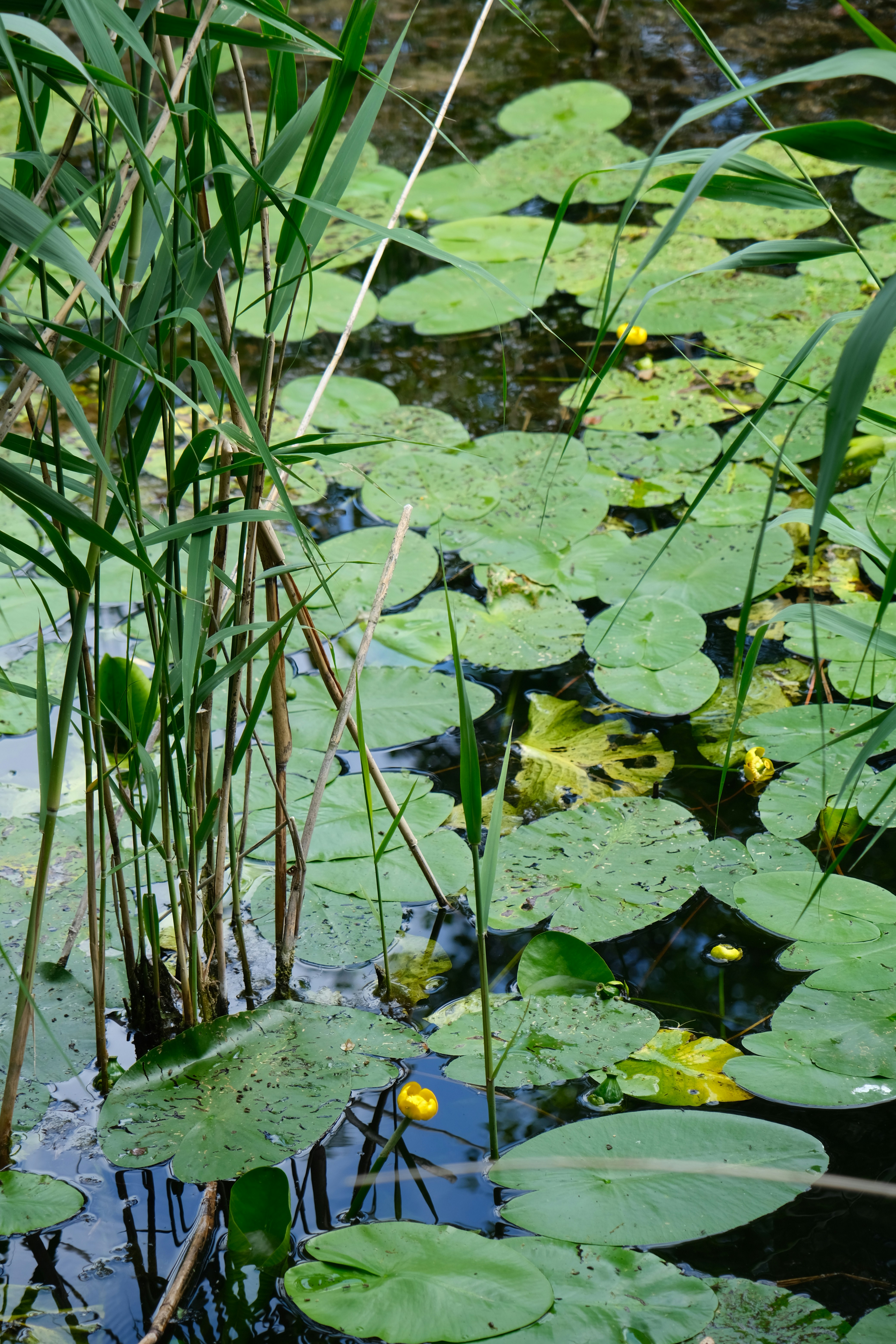 Green lily pads and small yellow flowers floating on a dark pond with reeds