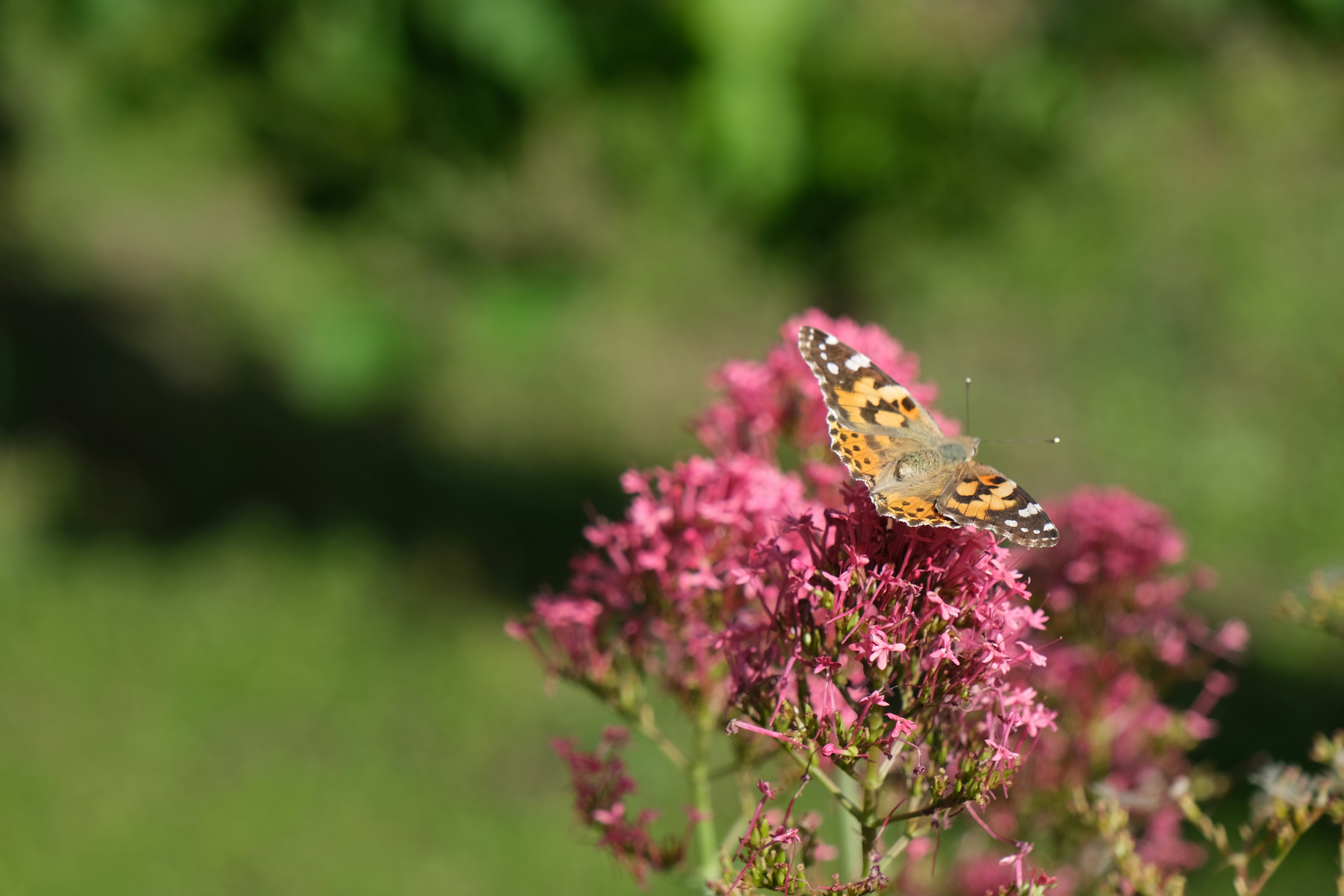 A painted lady butterfly resting on a cluster of small pink flowers