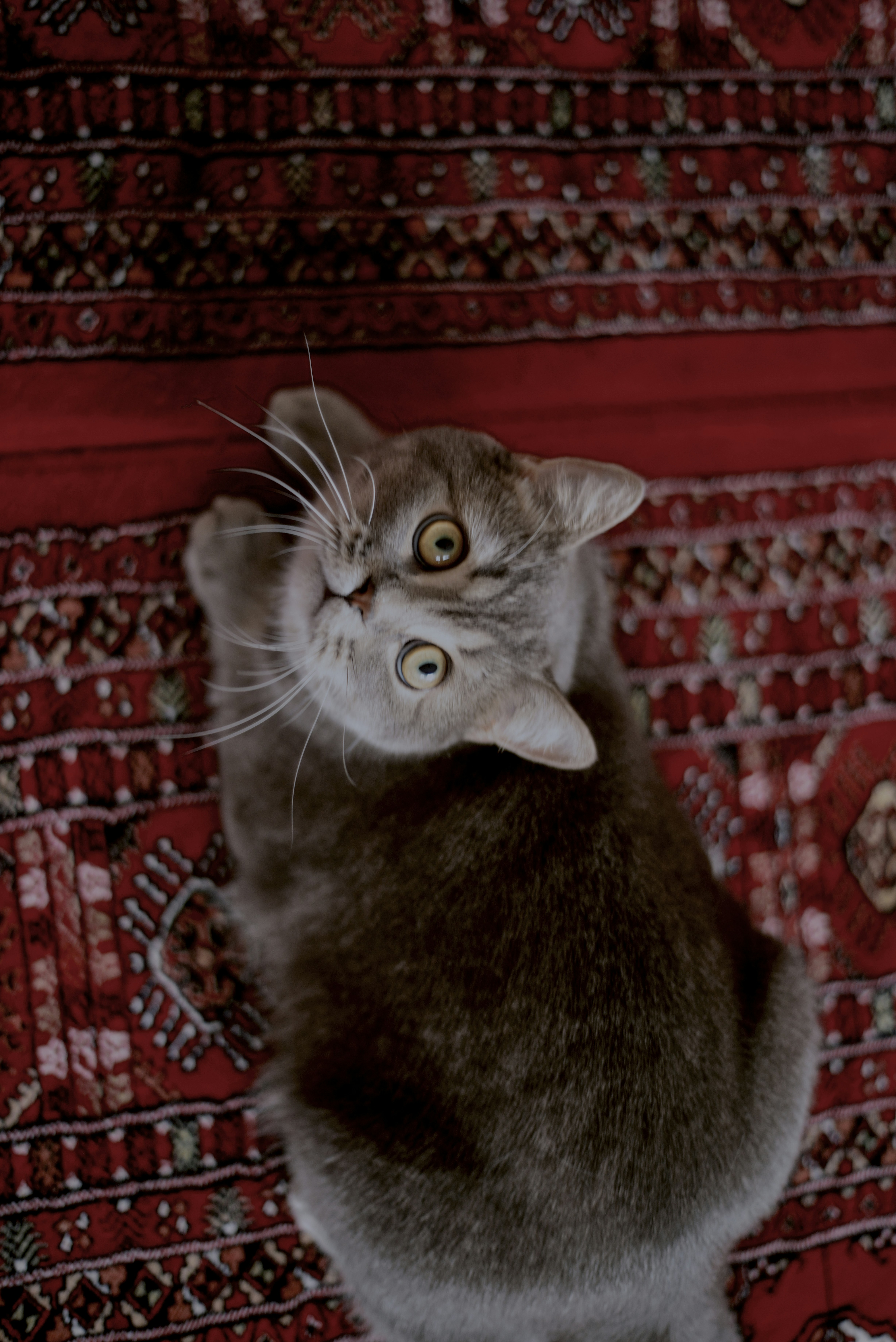 Eine graue Katze mit großen gelben Augen, die von einem rot gemusterten Teppich aufblickte
