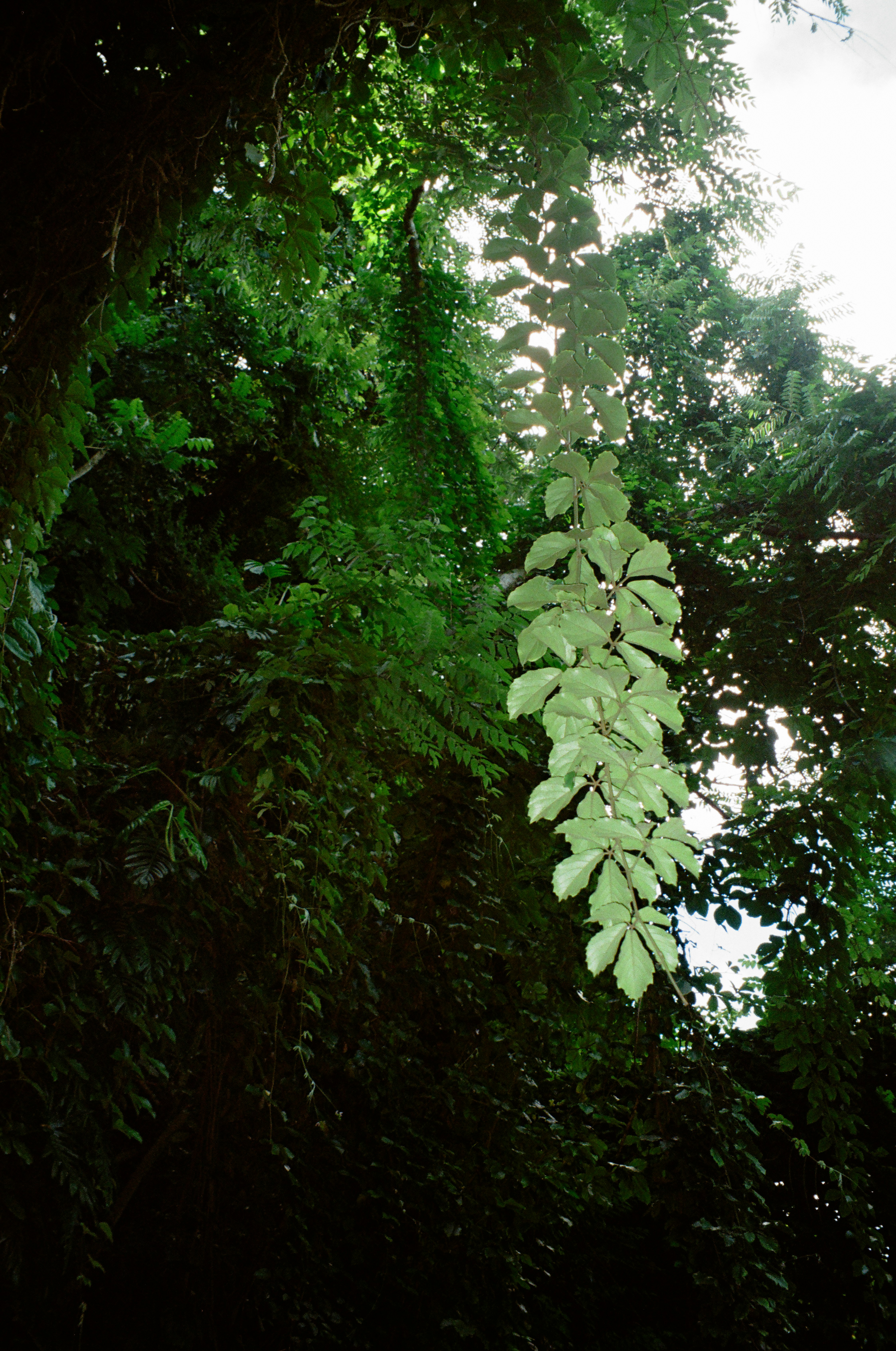 tropical rainforest canopy, wallpaper, Difference Between Forest and Jungle: Key Distinctions Explained 1