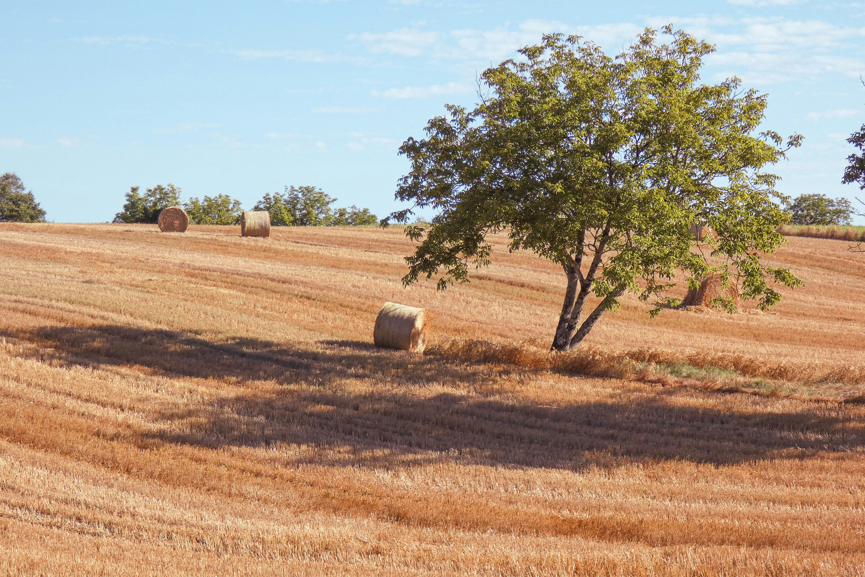 A lone tree in a harvested golden wheat field with scattered hay bales