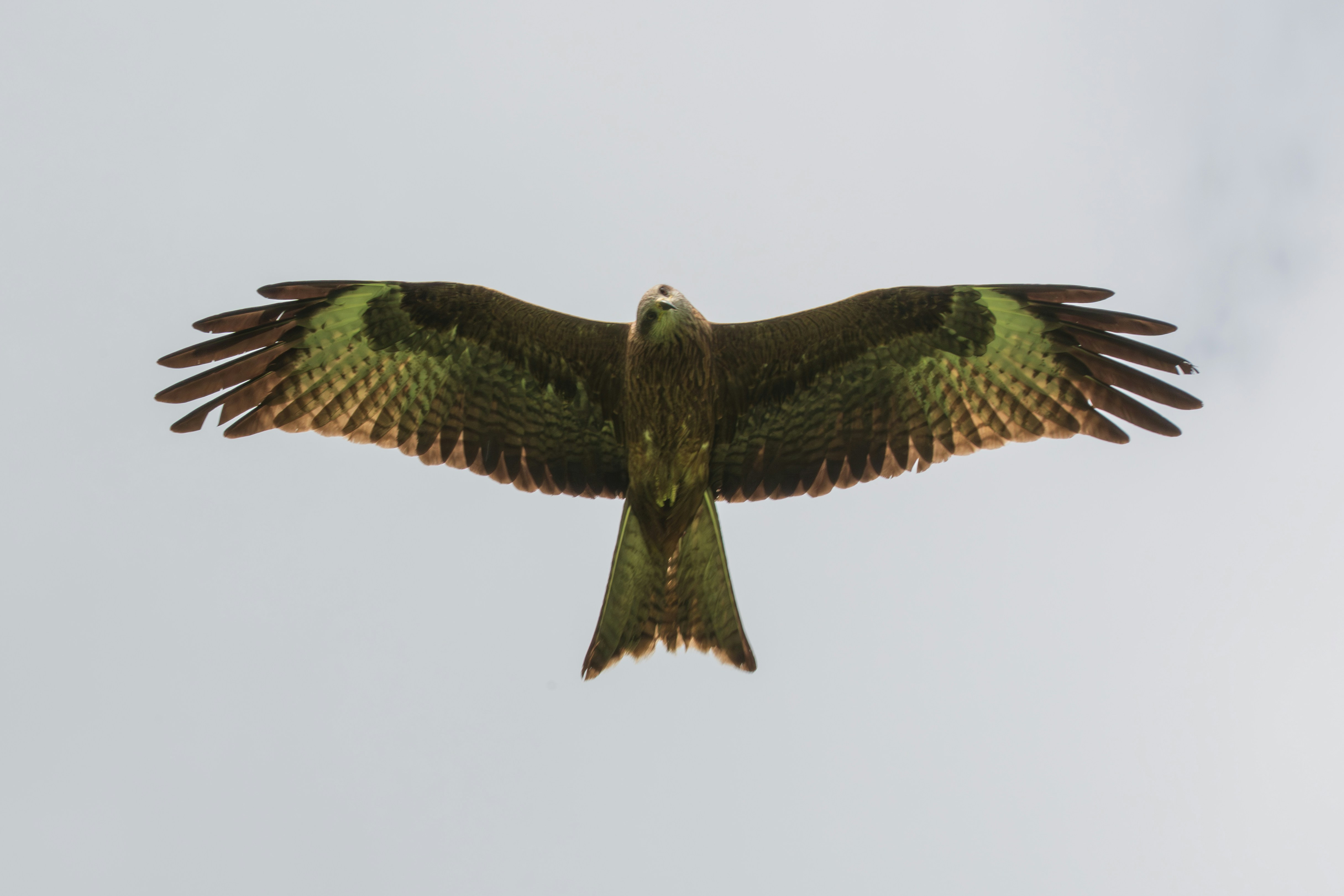 A red kite soaring with wings fully extended against a pale overcast sky — T Y