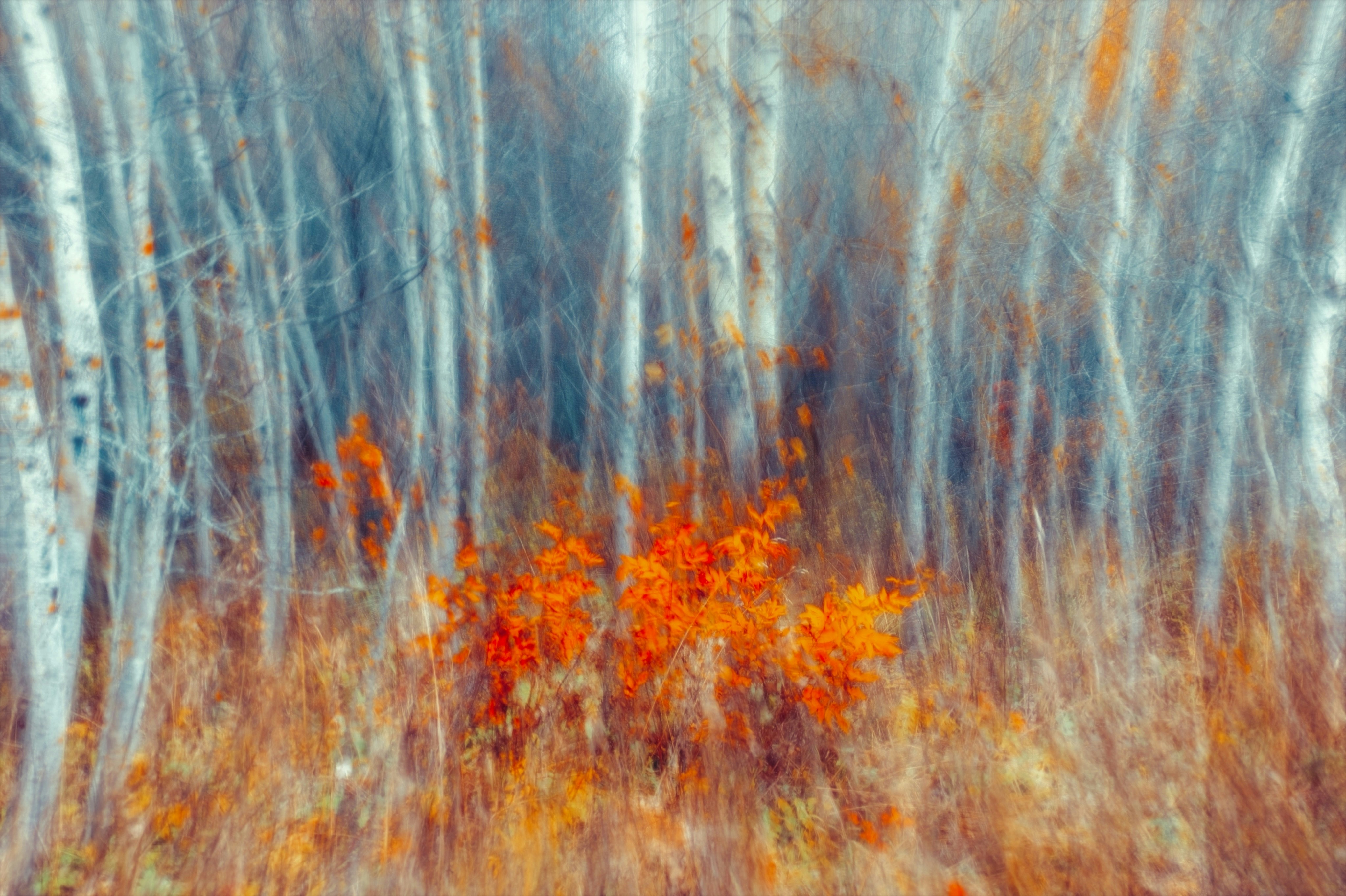 A blurred forest of white birch trees with vibrant orange autumn foliage
