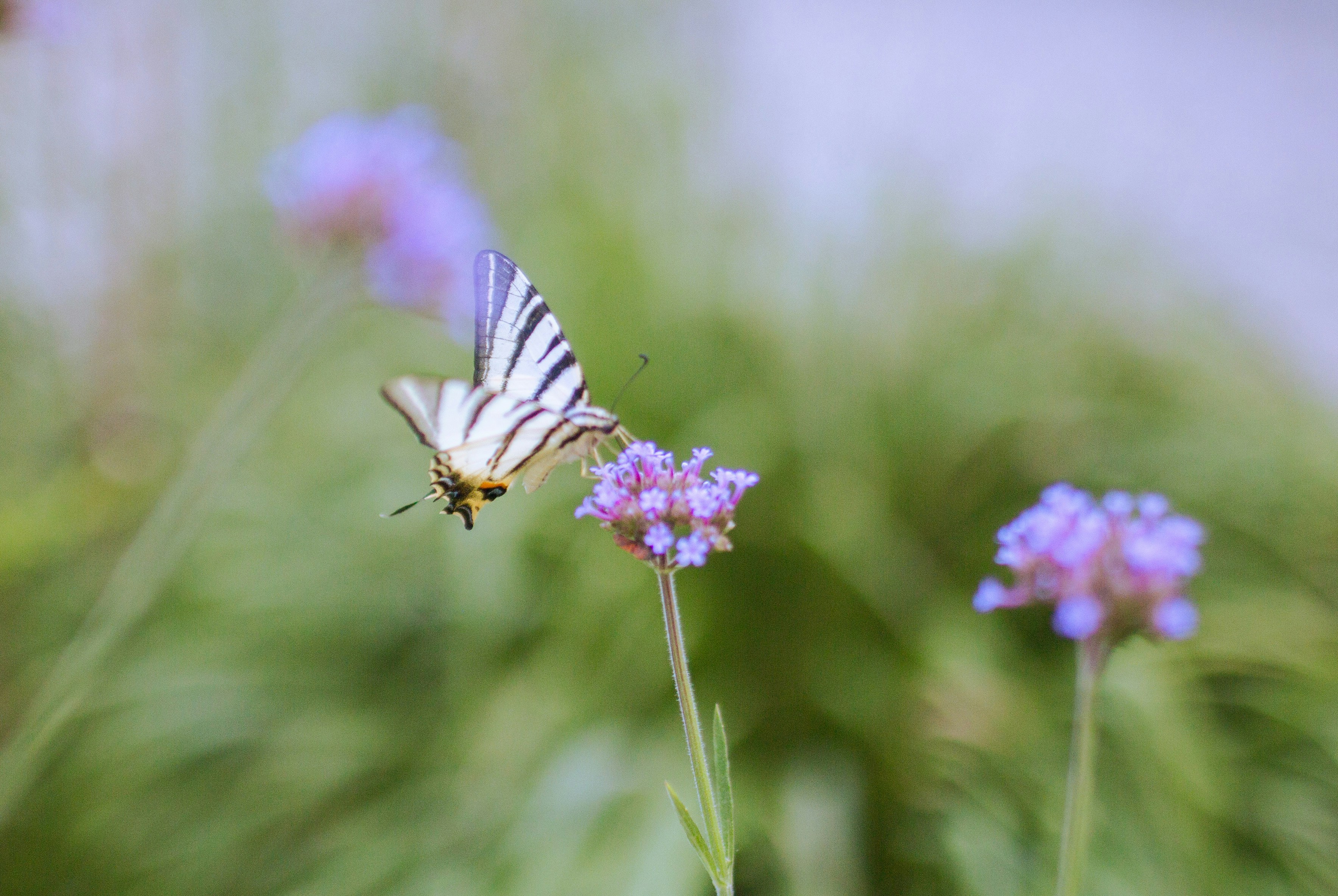 A striped swallowtail butterfly landing on a purple verbena flower in a garden