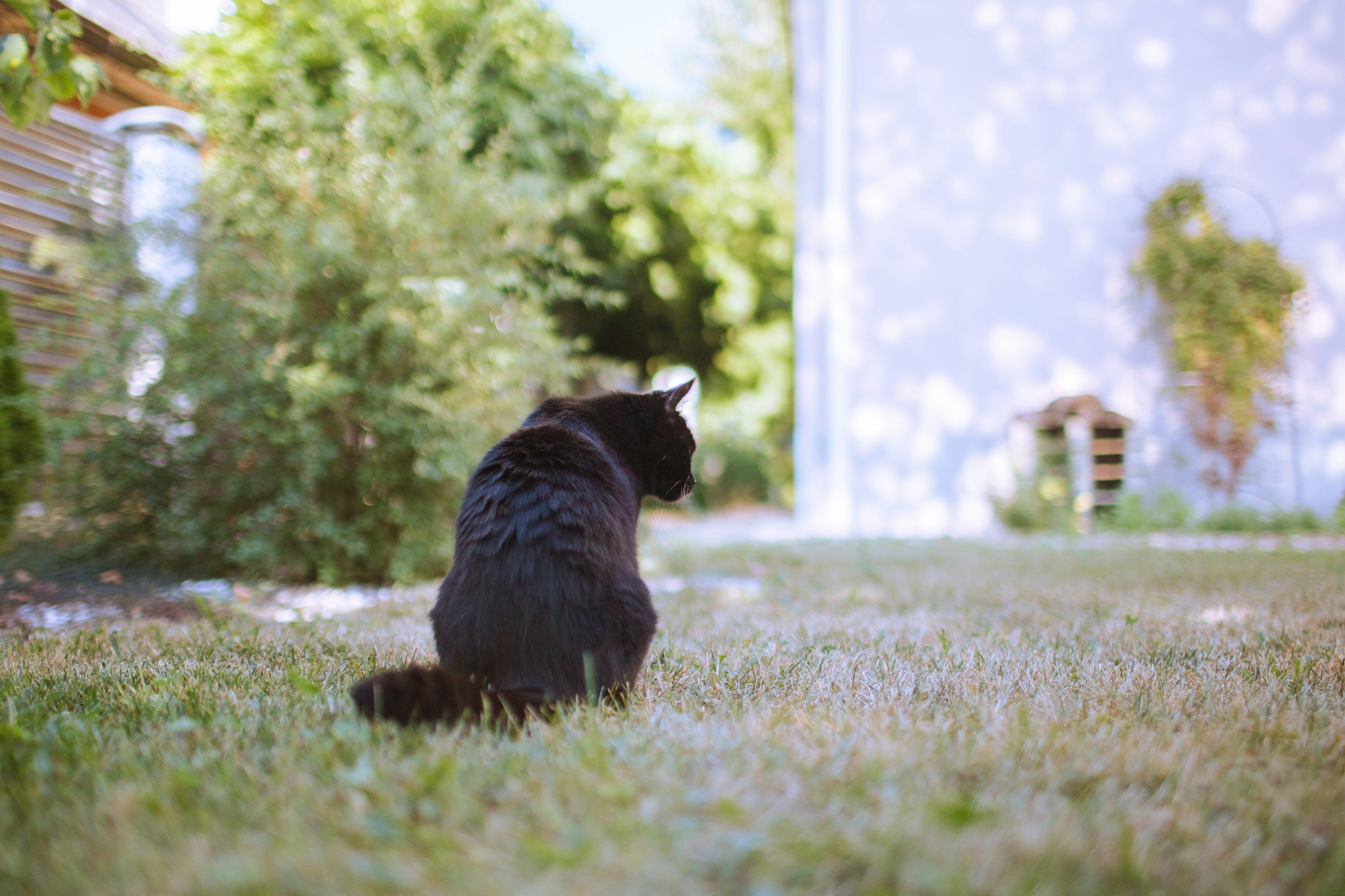 A black cat sitting on a grassy lawn in a sunlit garden
