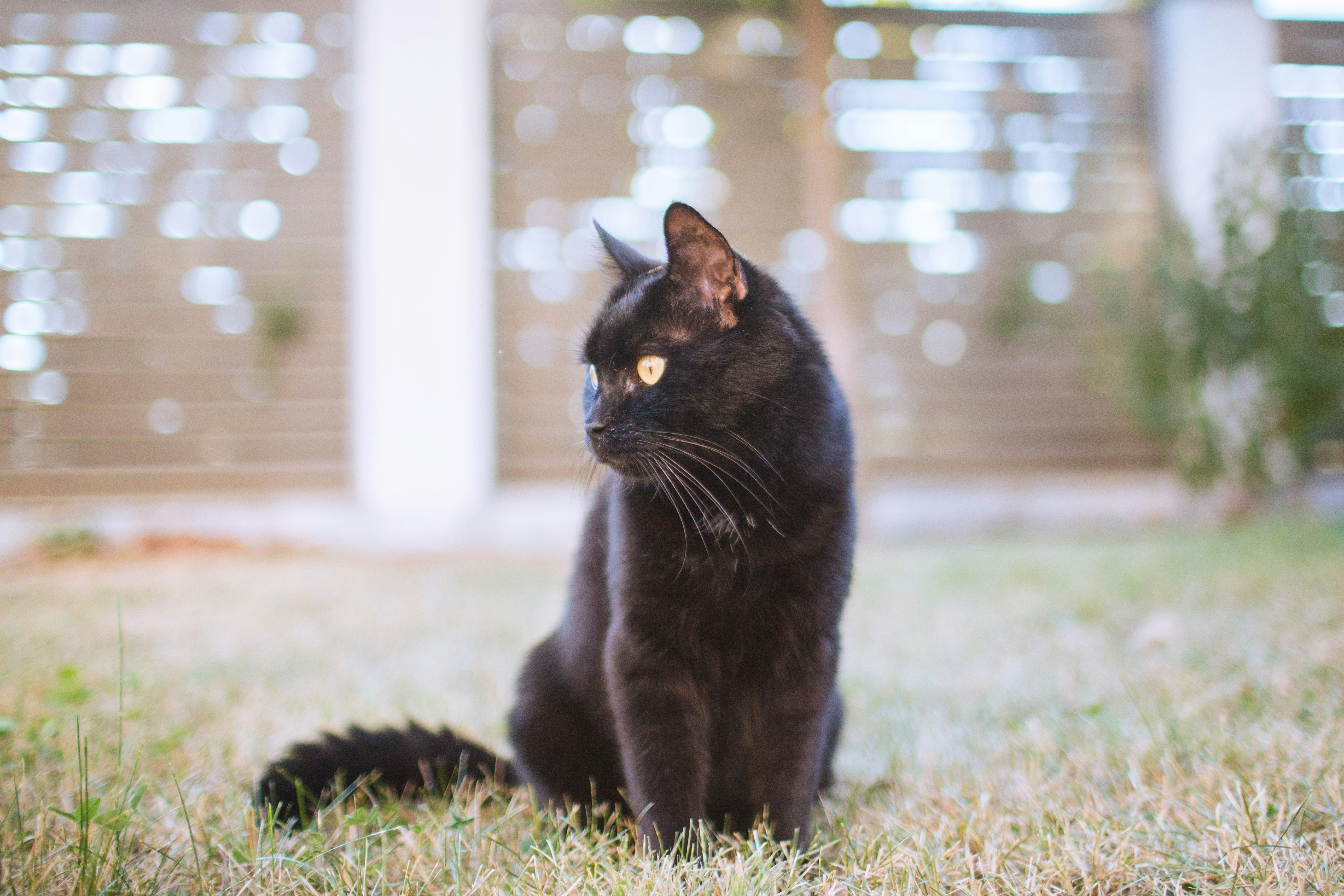 A black cat with yellow eyes sitting on grass in a backyard