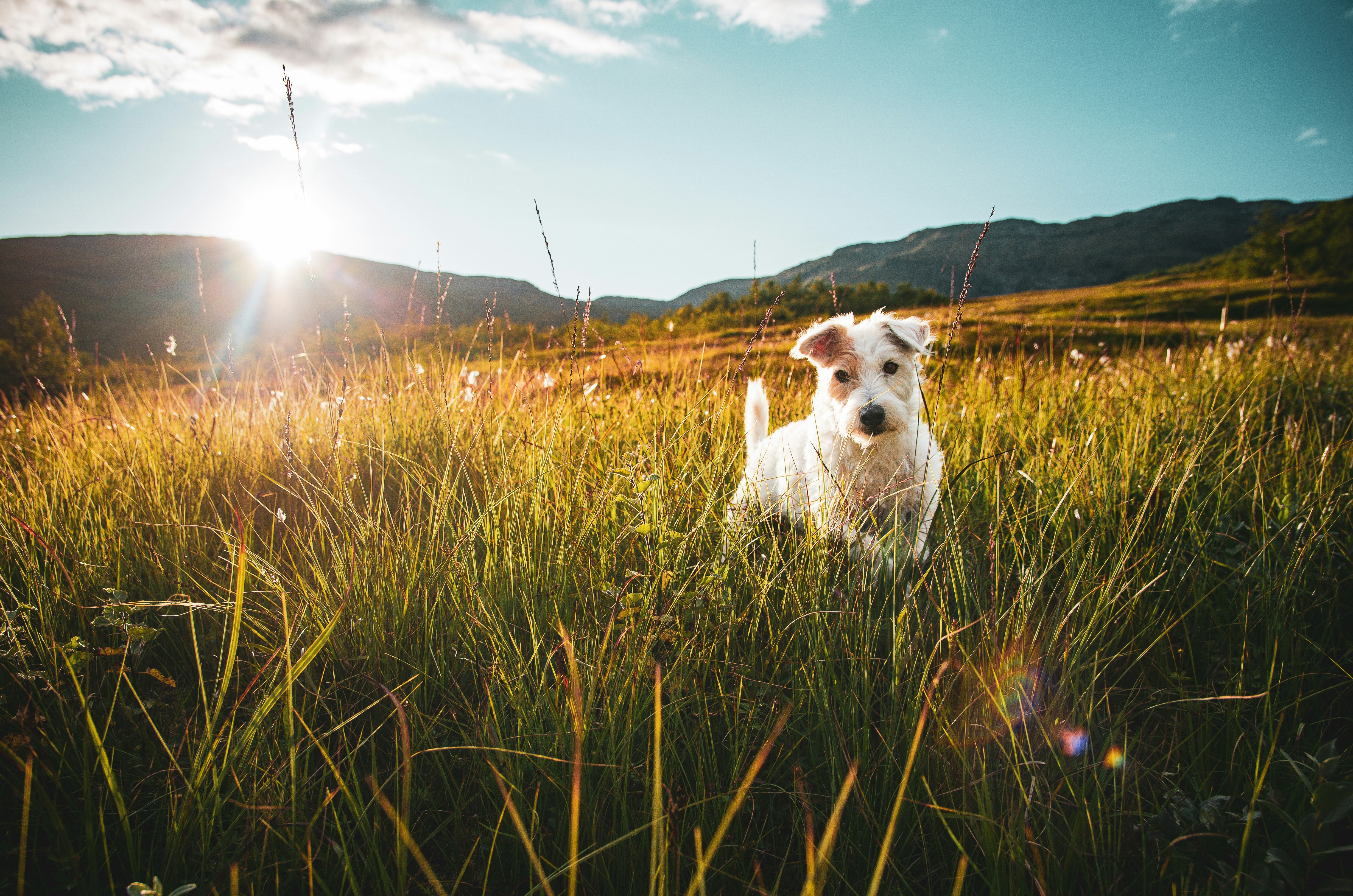 Small white terrier in tall golden grass