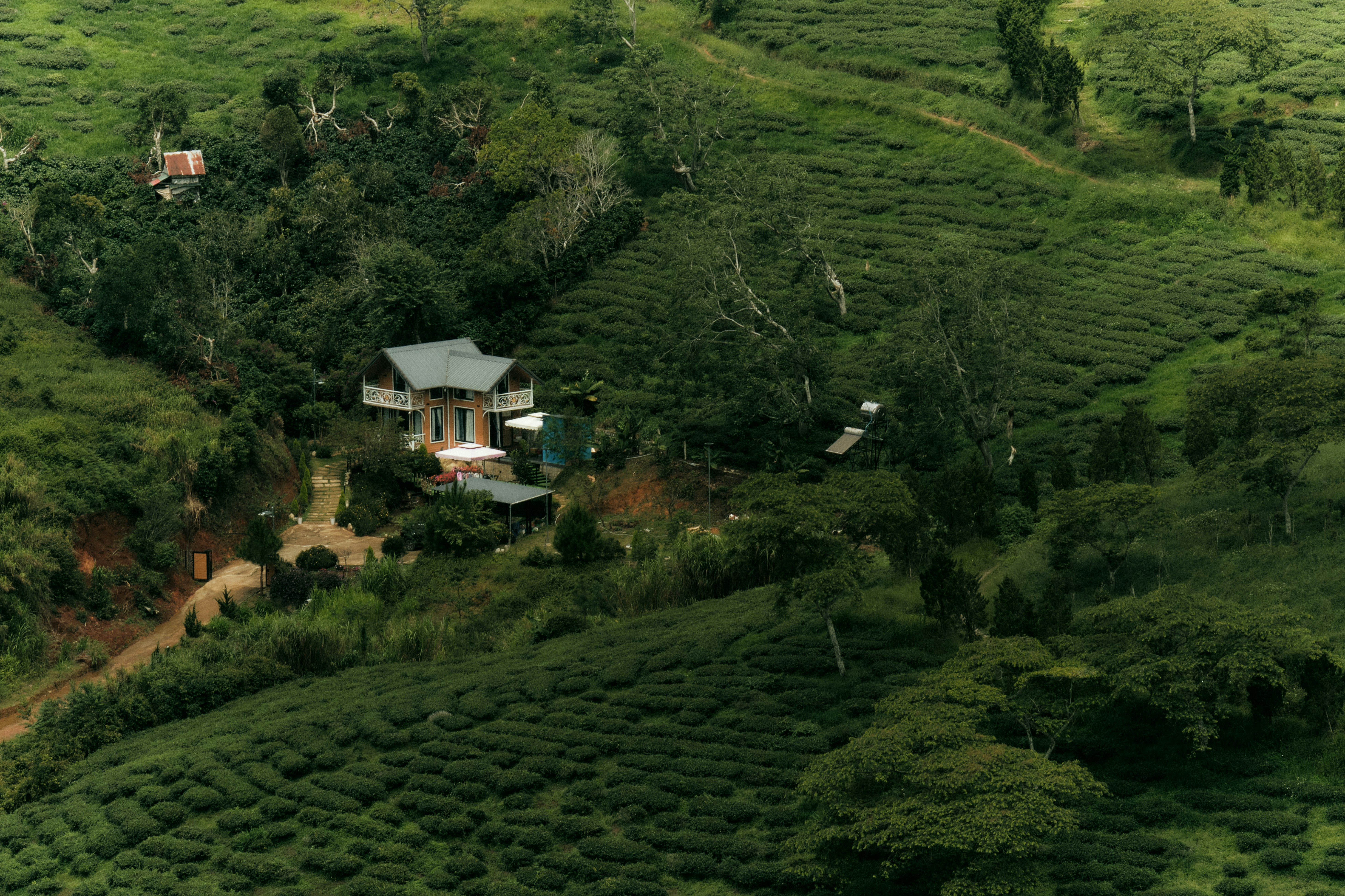 A house nestled in a lush green tea plantation on a hillside