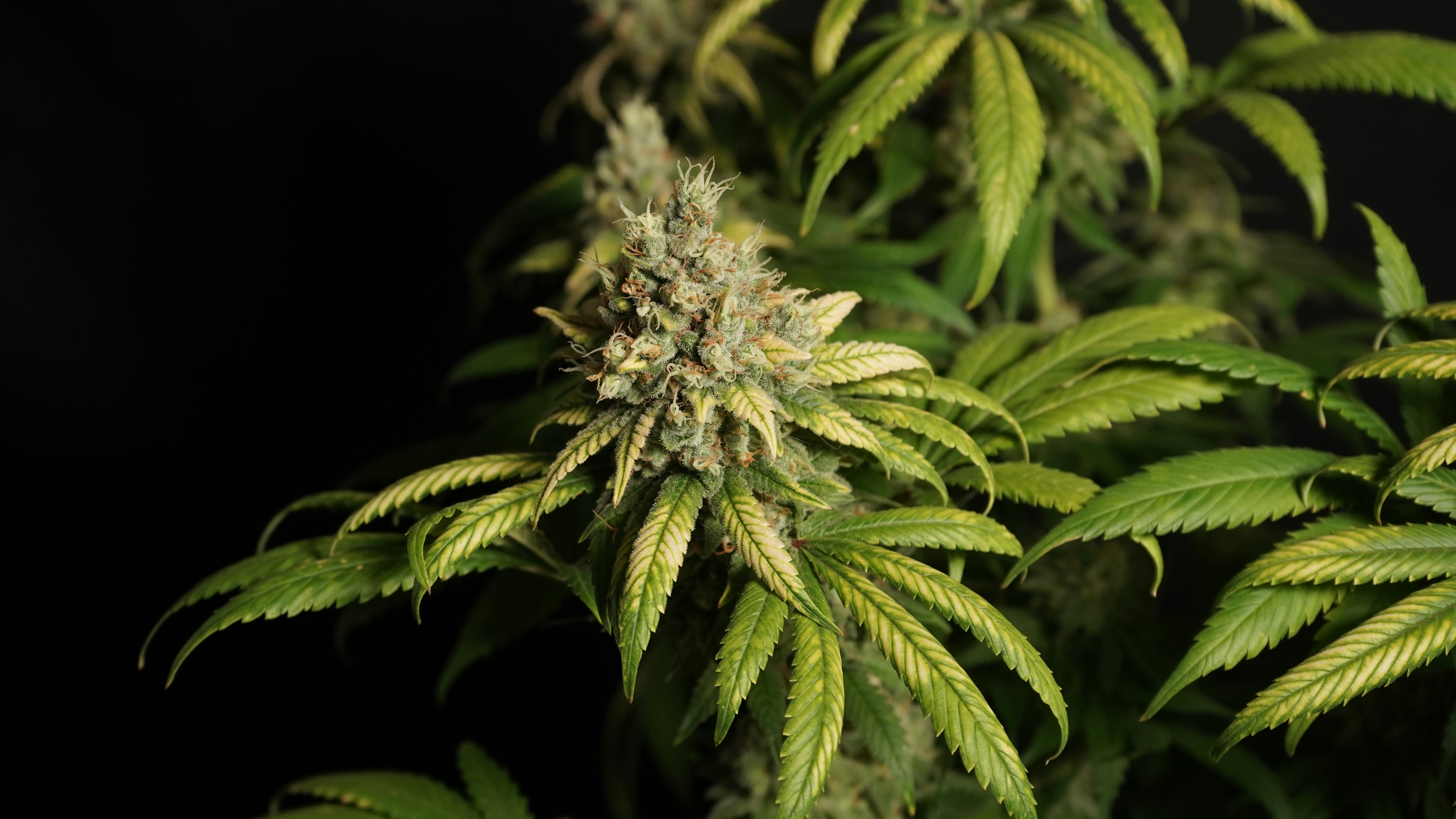 Una planta de cannabis con flores con hojas verdes y amarillas sobre fondo negro